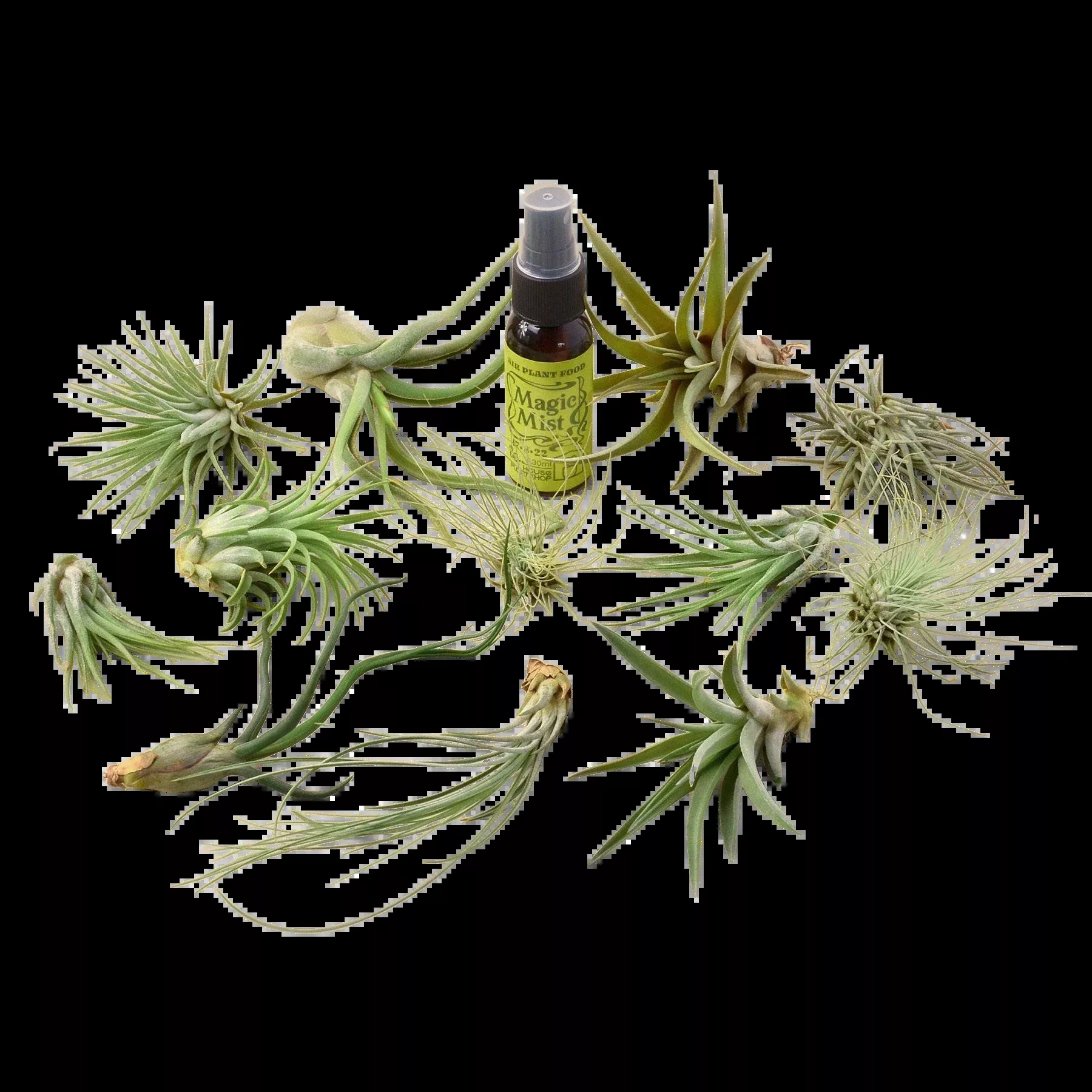 12 Tillandsia Air Plant Variety Pack with Spray Bottle