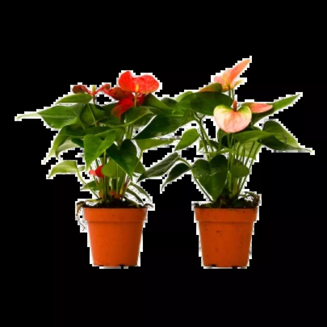2 Anthurium Variety Pack - 4" Pots