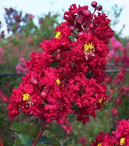 2 Live Bare Root Plants Red Crape Myrtle Trees (Lagerstroemia indica) 2ft Tall