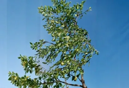 2 Sherwood Jujube Tree Scion Wood 8 Inch Unrooted Grafting Cutting Budwood for Propagation