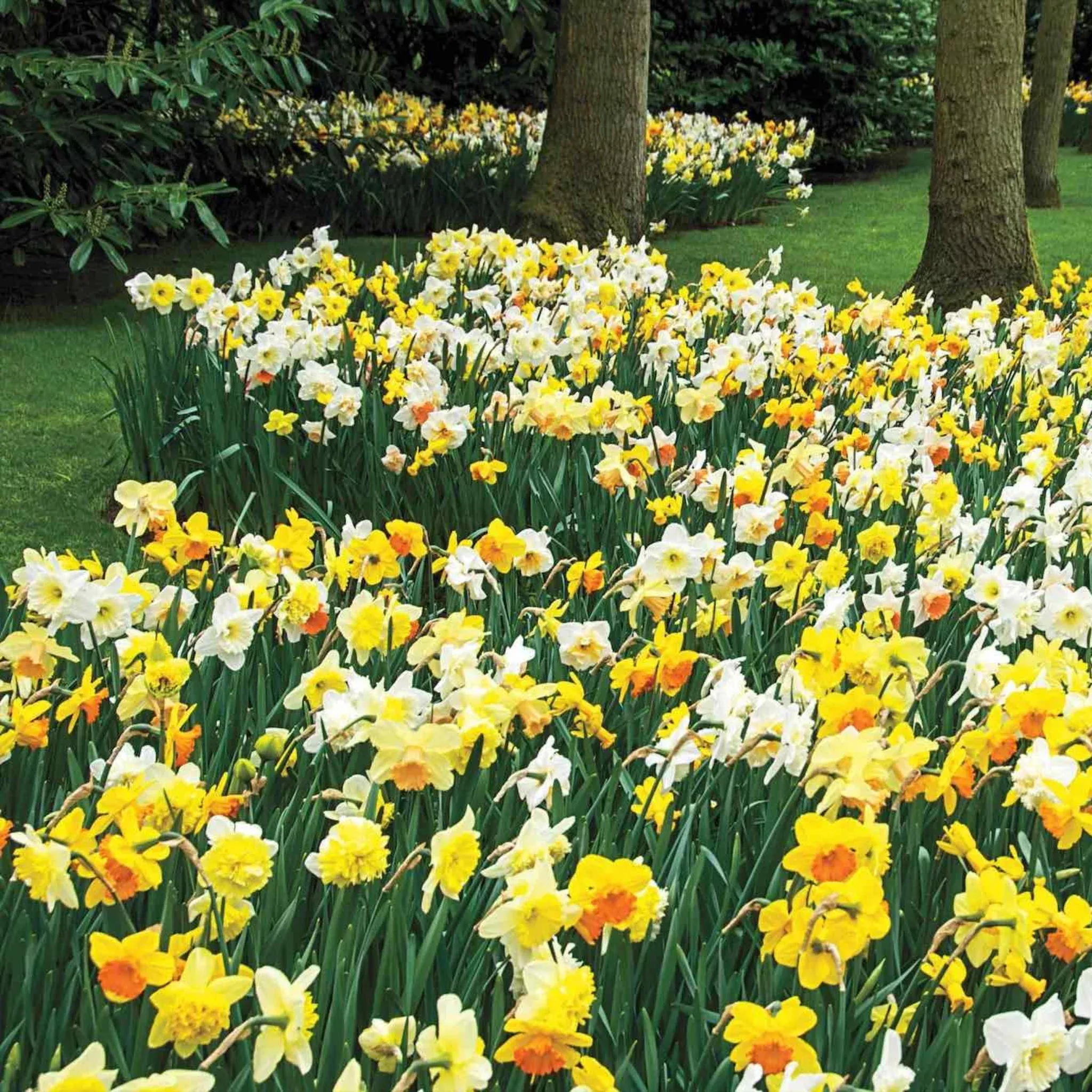 3 Months of Daffodils Mixture