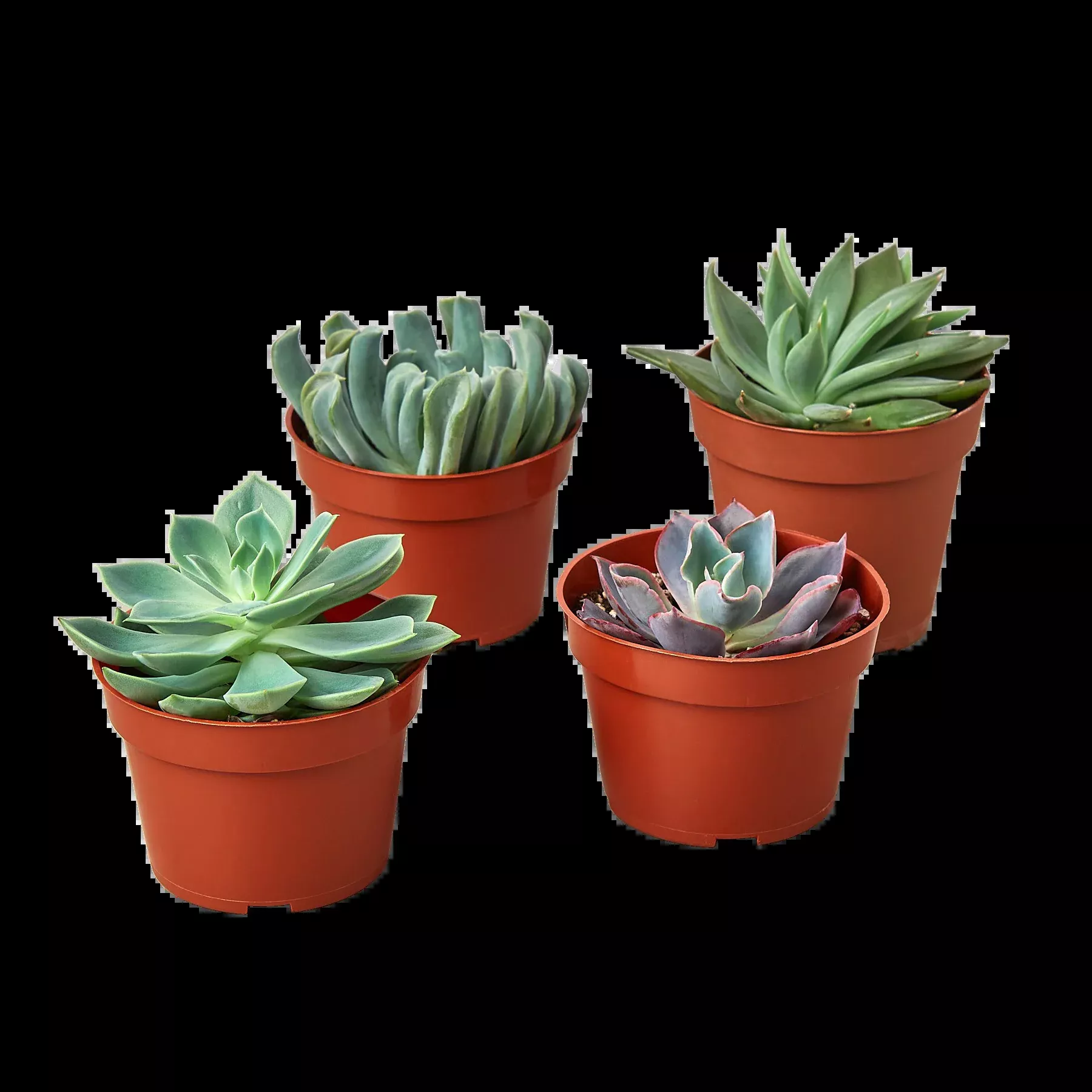 4 Echeveria Succulent Variety Pack - 4.0" Pot