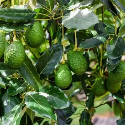 4 Pcs Combo Scions Bacon & Fuerte Avocado Tree Unrooted Cuttings, 2 PCS of Each Variety, Grafting, Home Garden, Fruit Tree, Grow Avocados