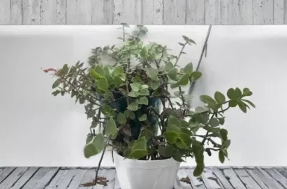7 Turtle Vine Cuttings Callisia Repens Creeping Inch Plant Unrooted Live Houseplant Cuttings