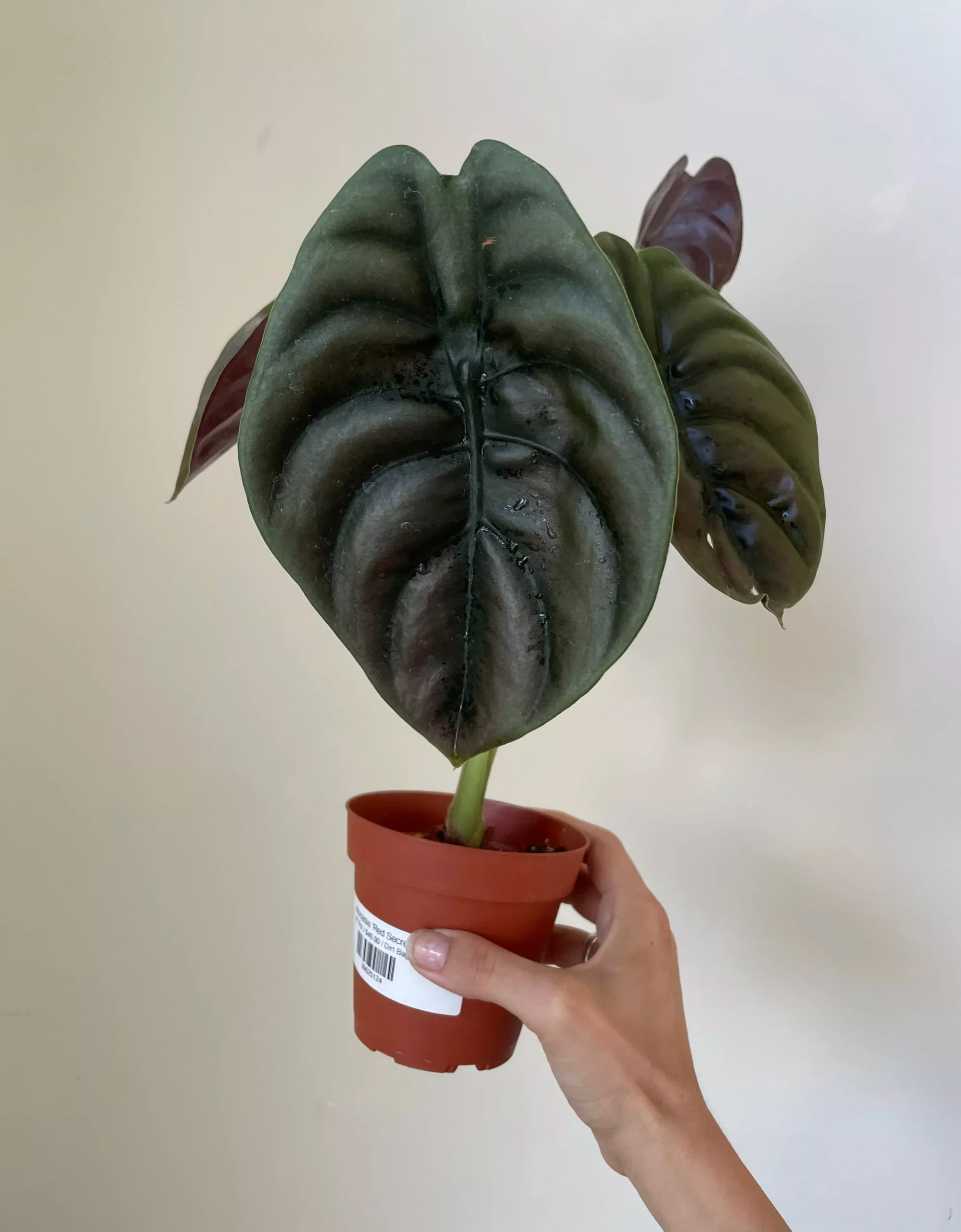 Alocasia Cuprea 'Red Secret'
