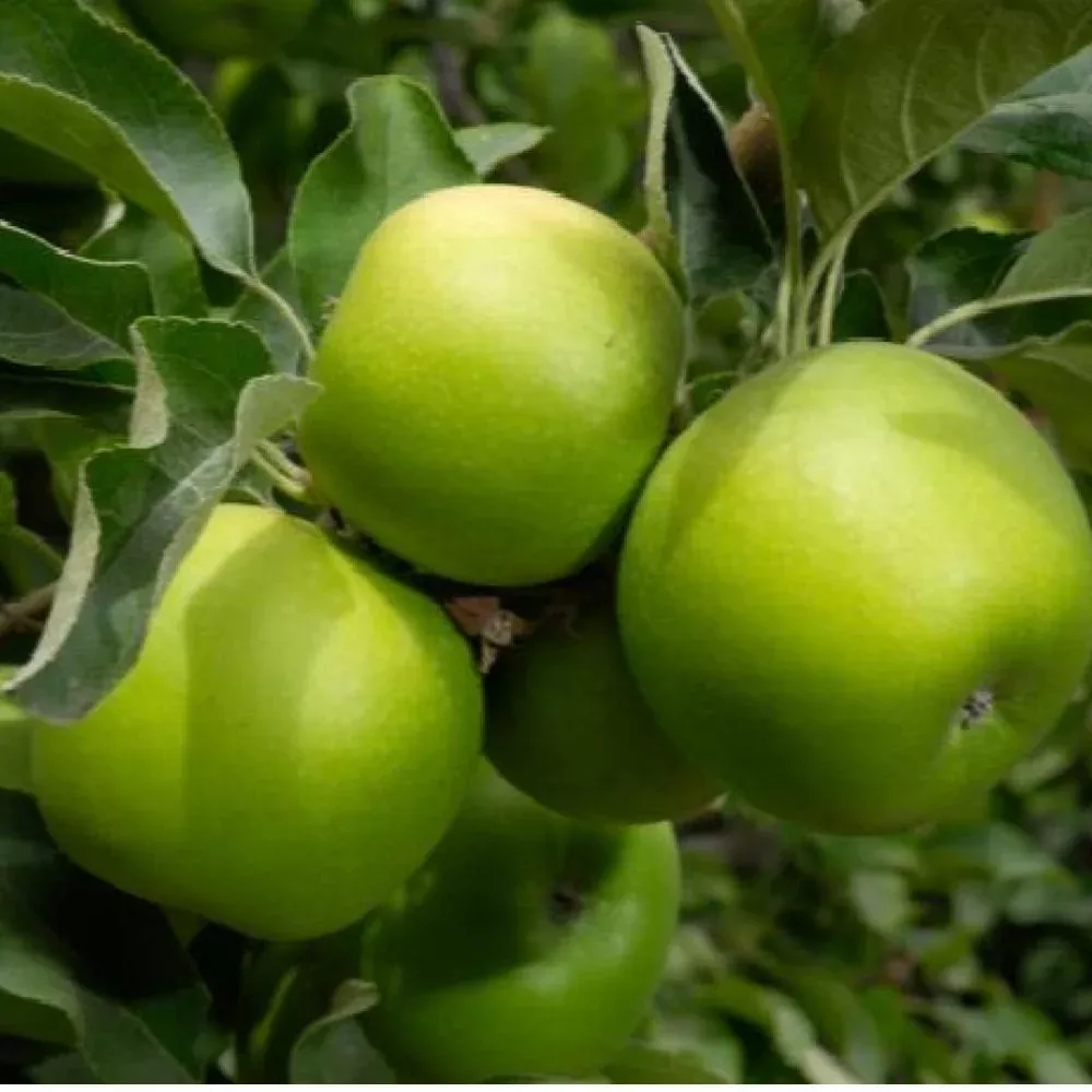 Apple Tree #5