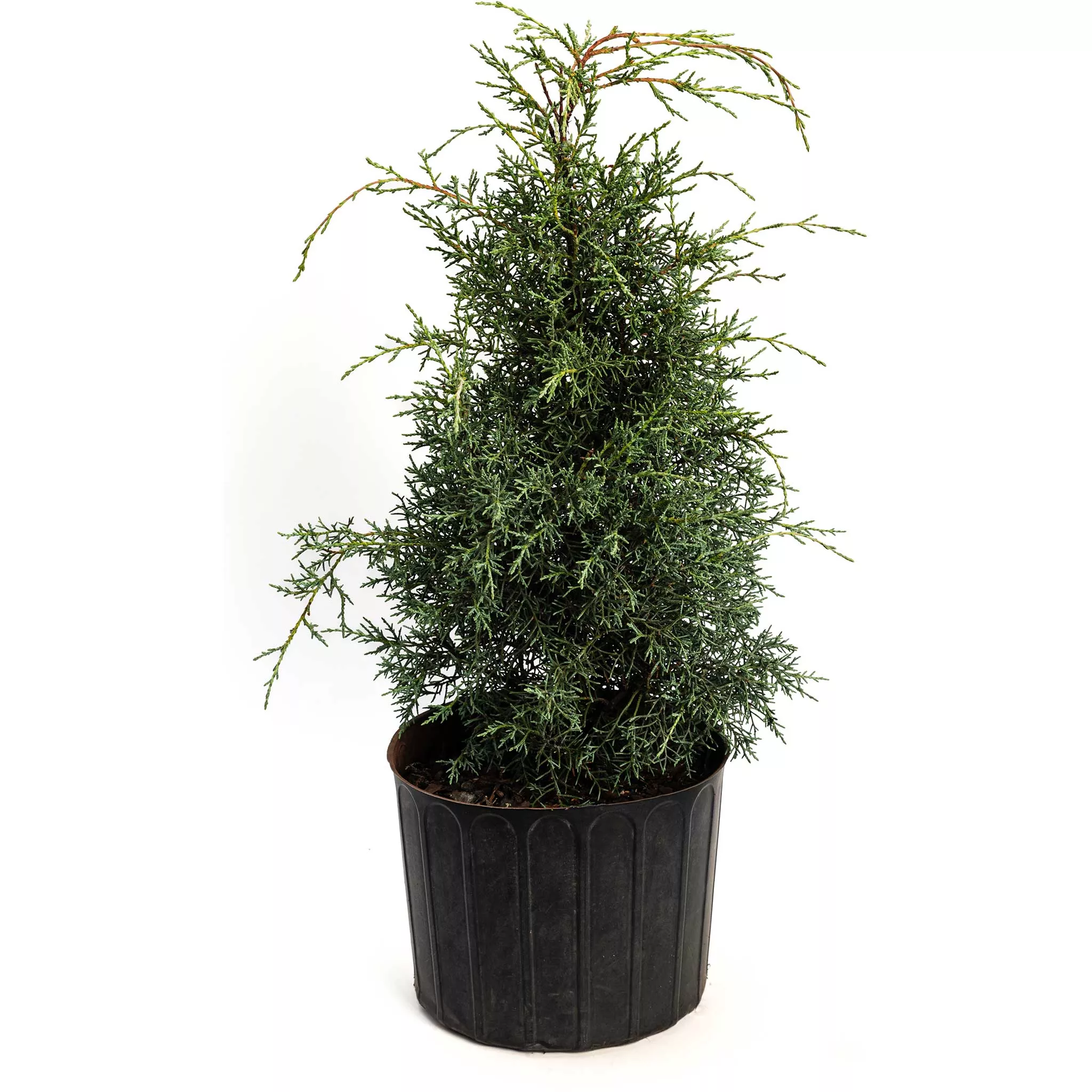 Arizona Cypress - Carolina Sapphire