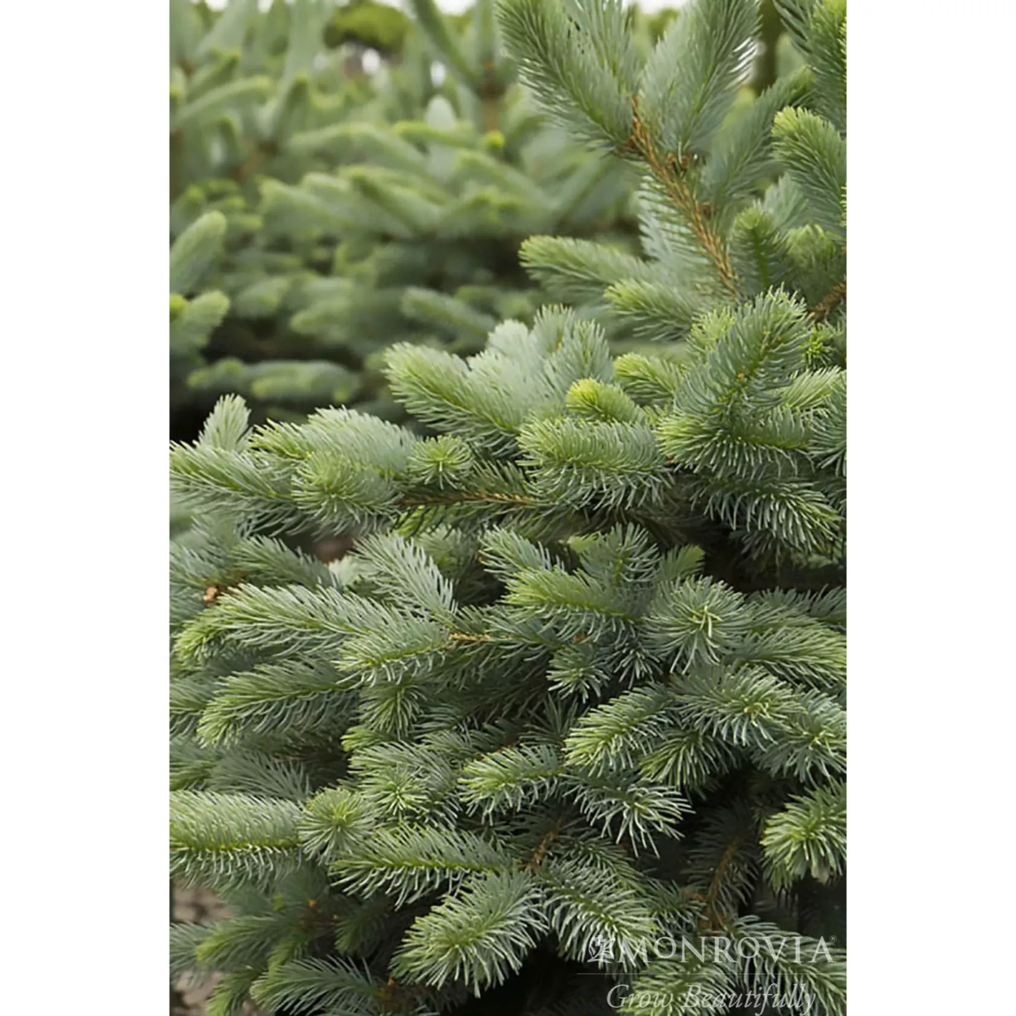 Baby Blue Eyes Spruce