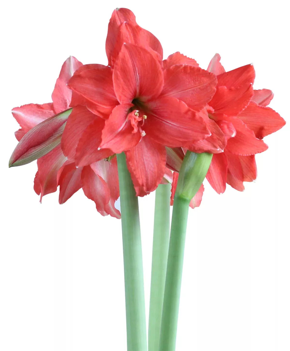 Ballerina Sonatini Amaryllis