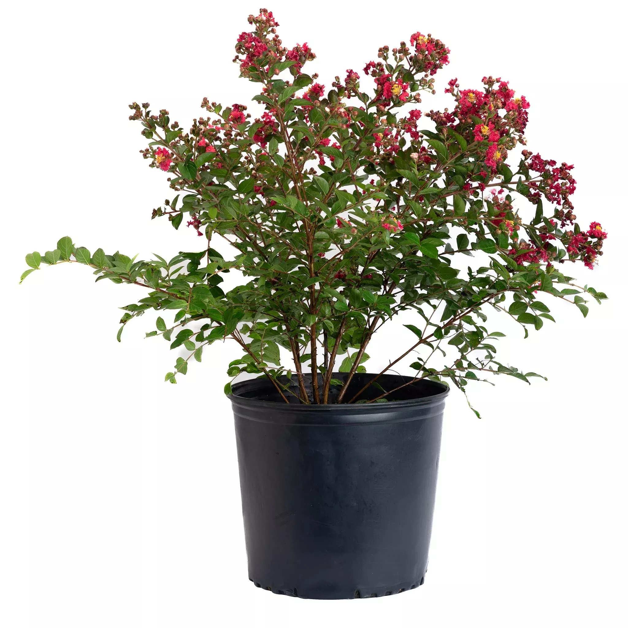 Bellini Strawberry Crape Myrtle