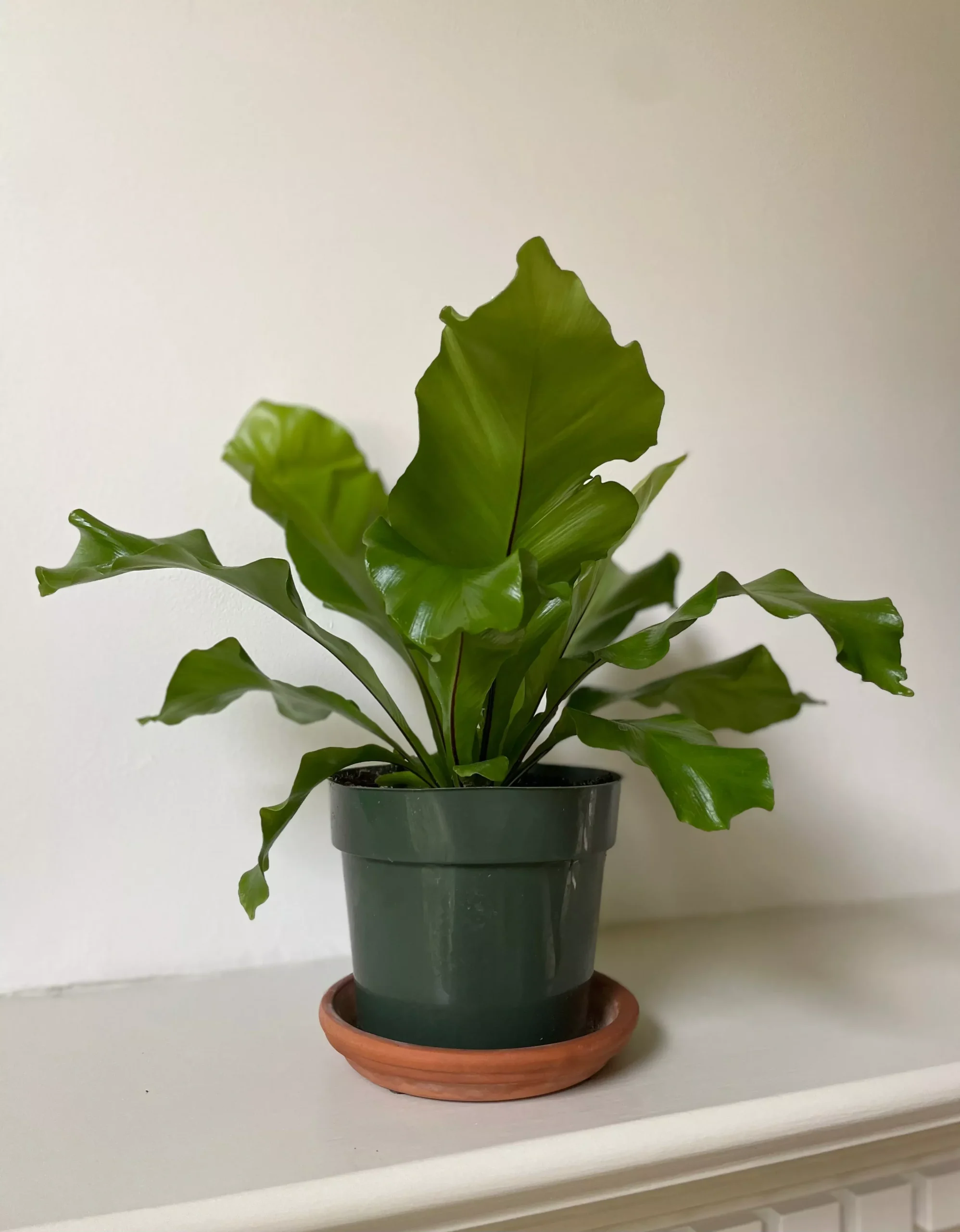 'Bird's Nest' Fern
