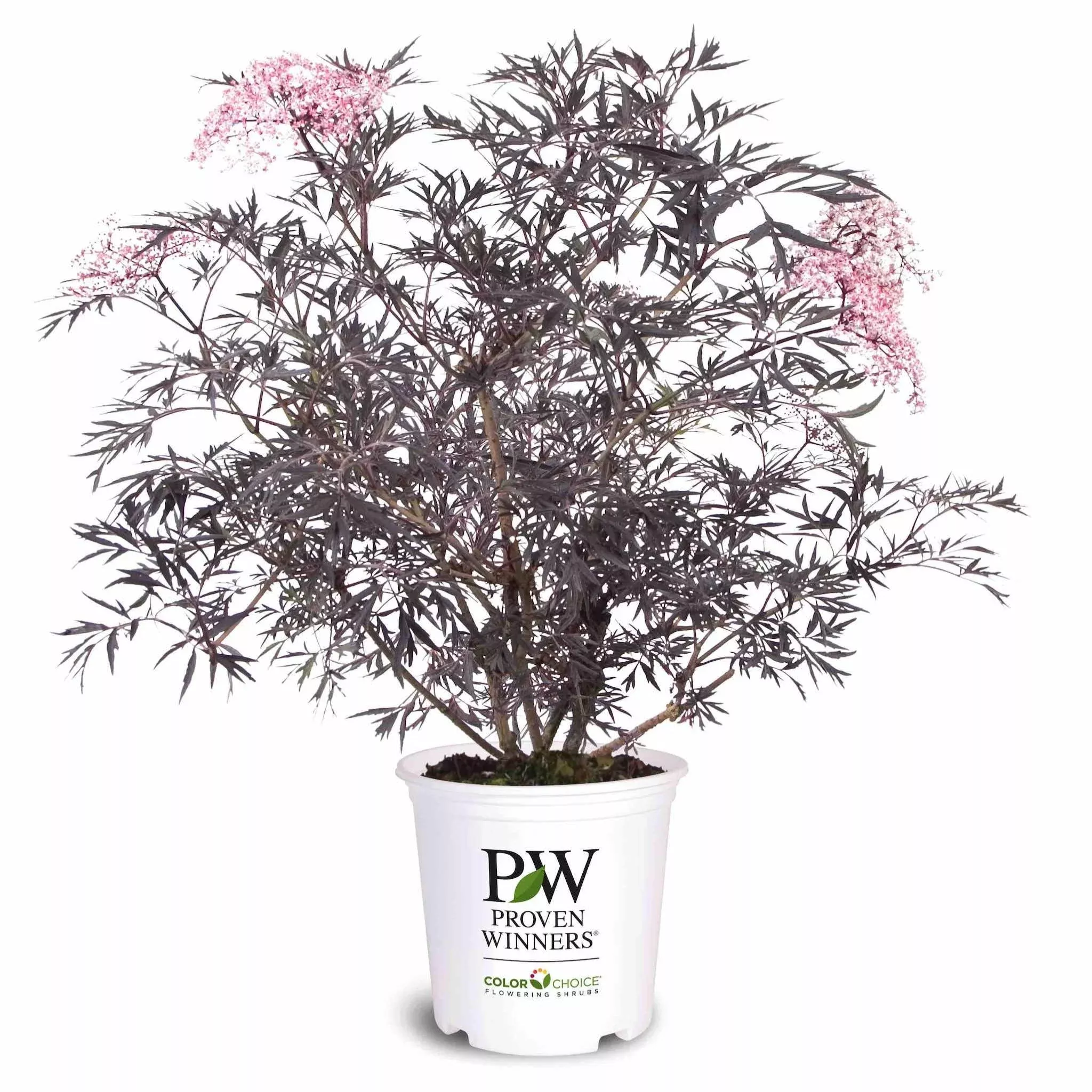 Black Lace Elderberry