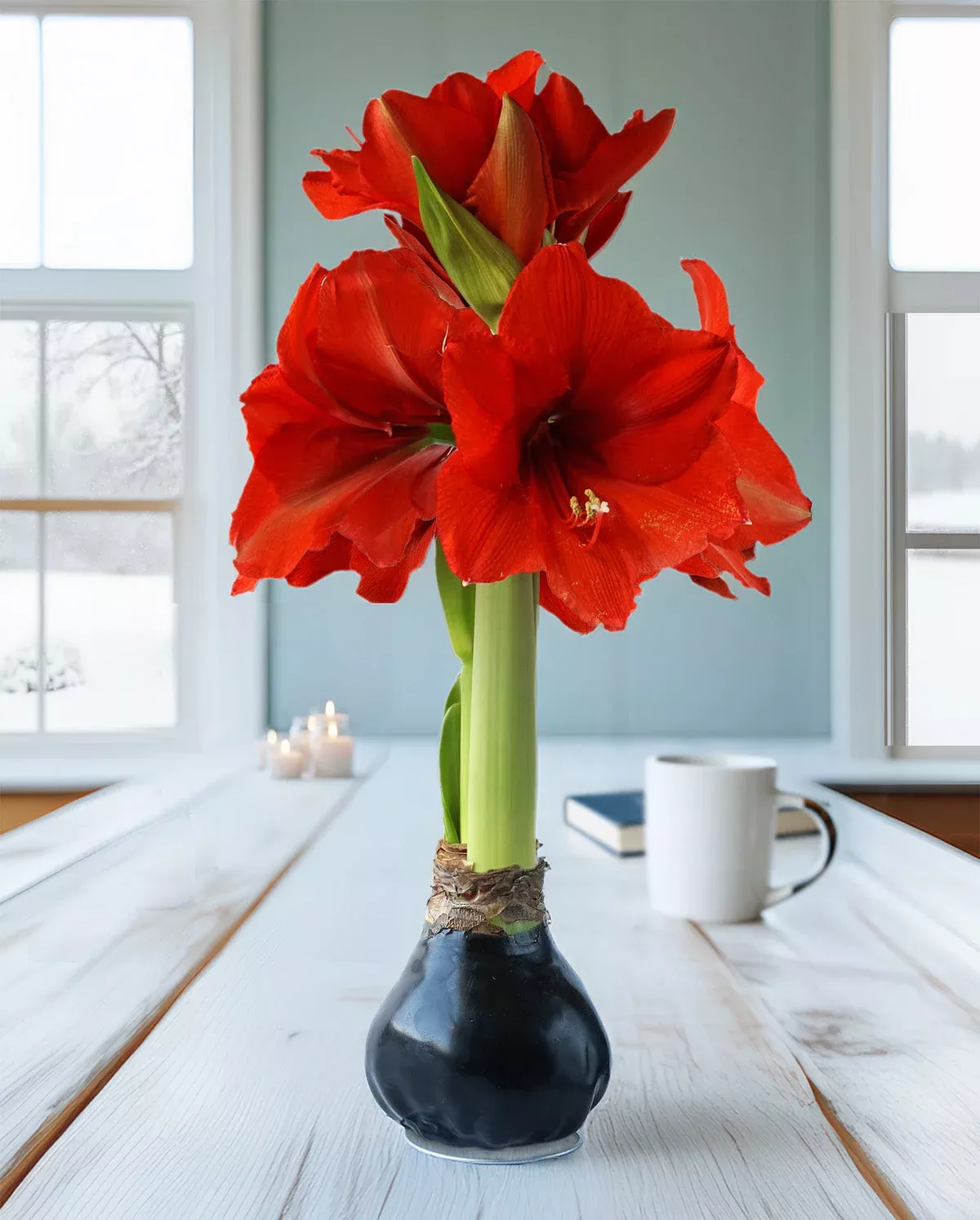 Black Waxed Amaryllis with Red Flower