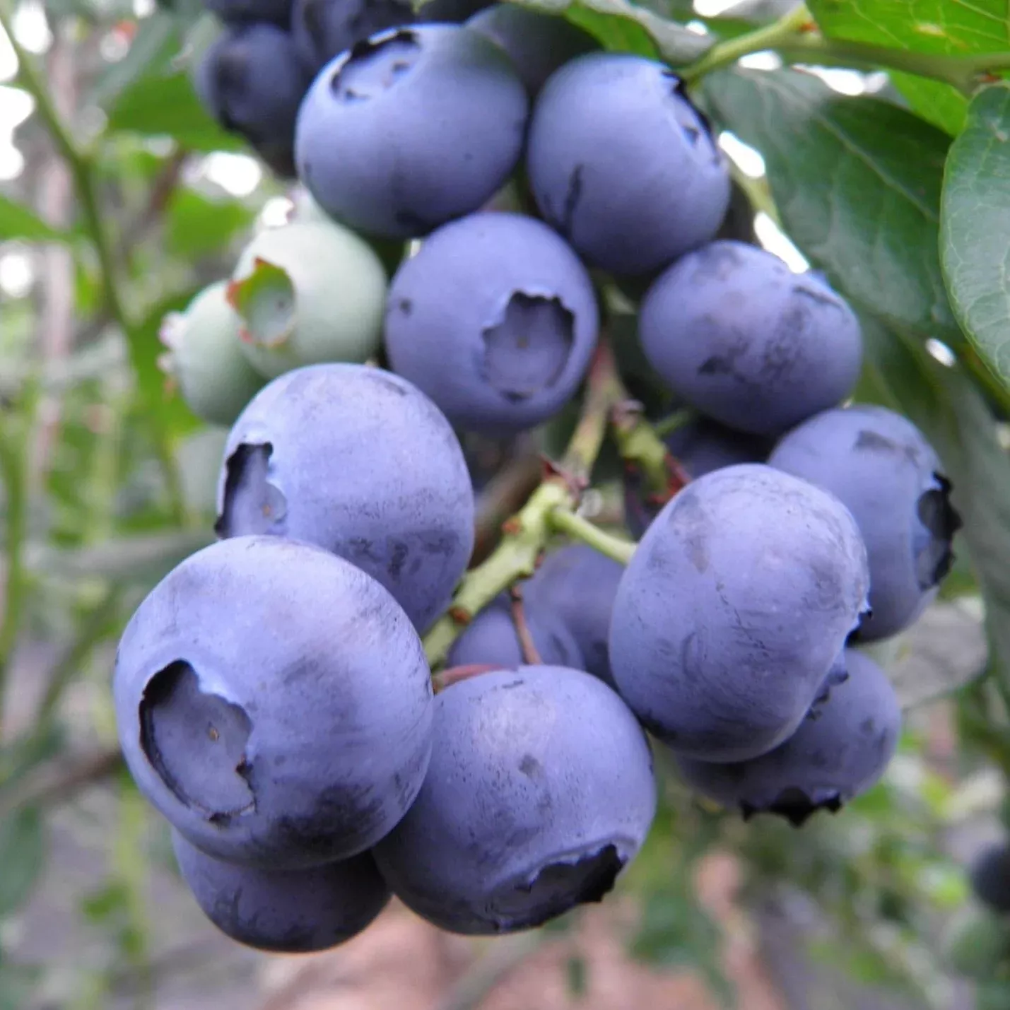 Blueberry 'Chandler'