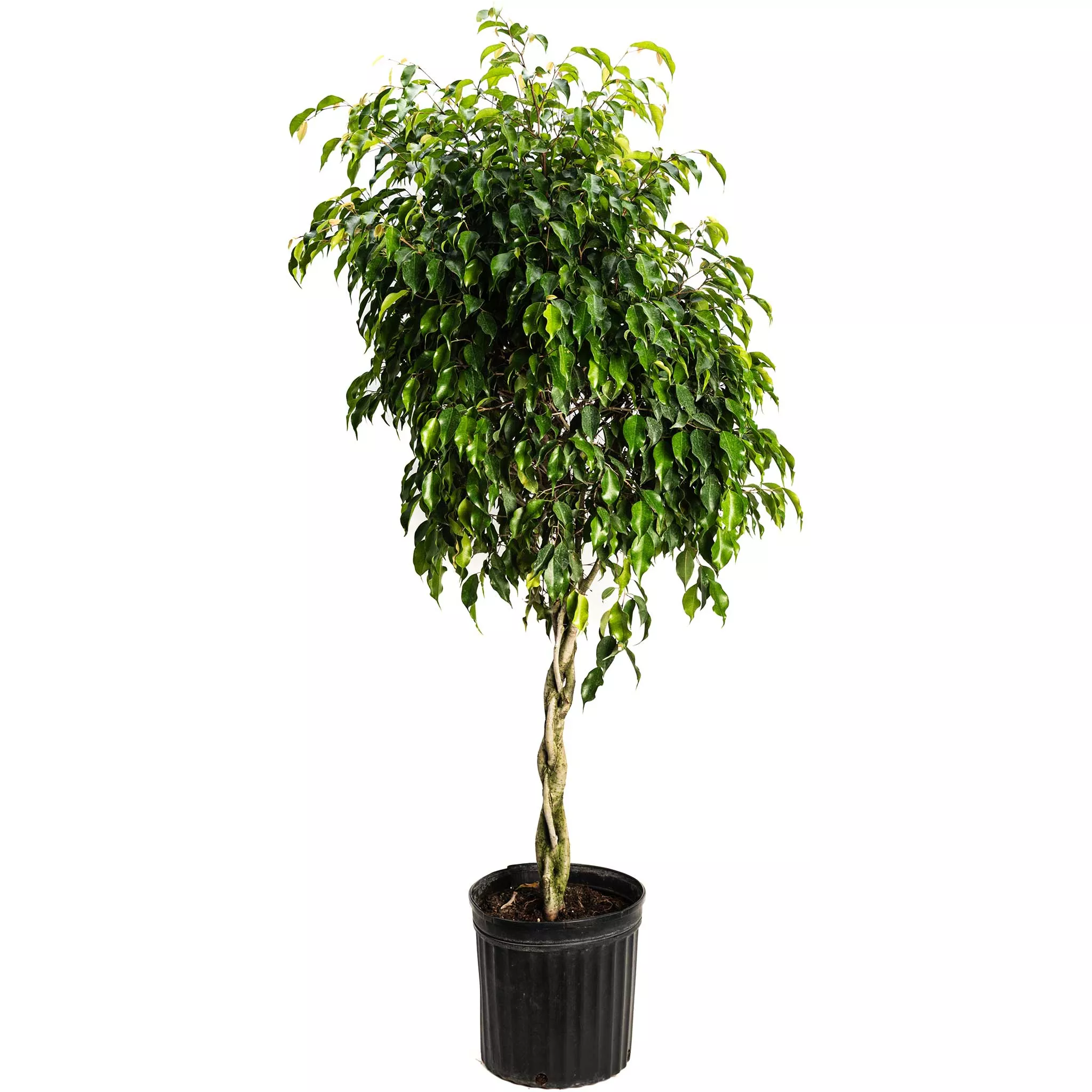 Braided Benjamina Ficus
