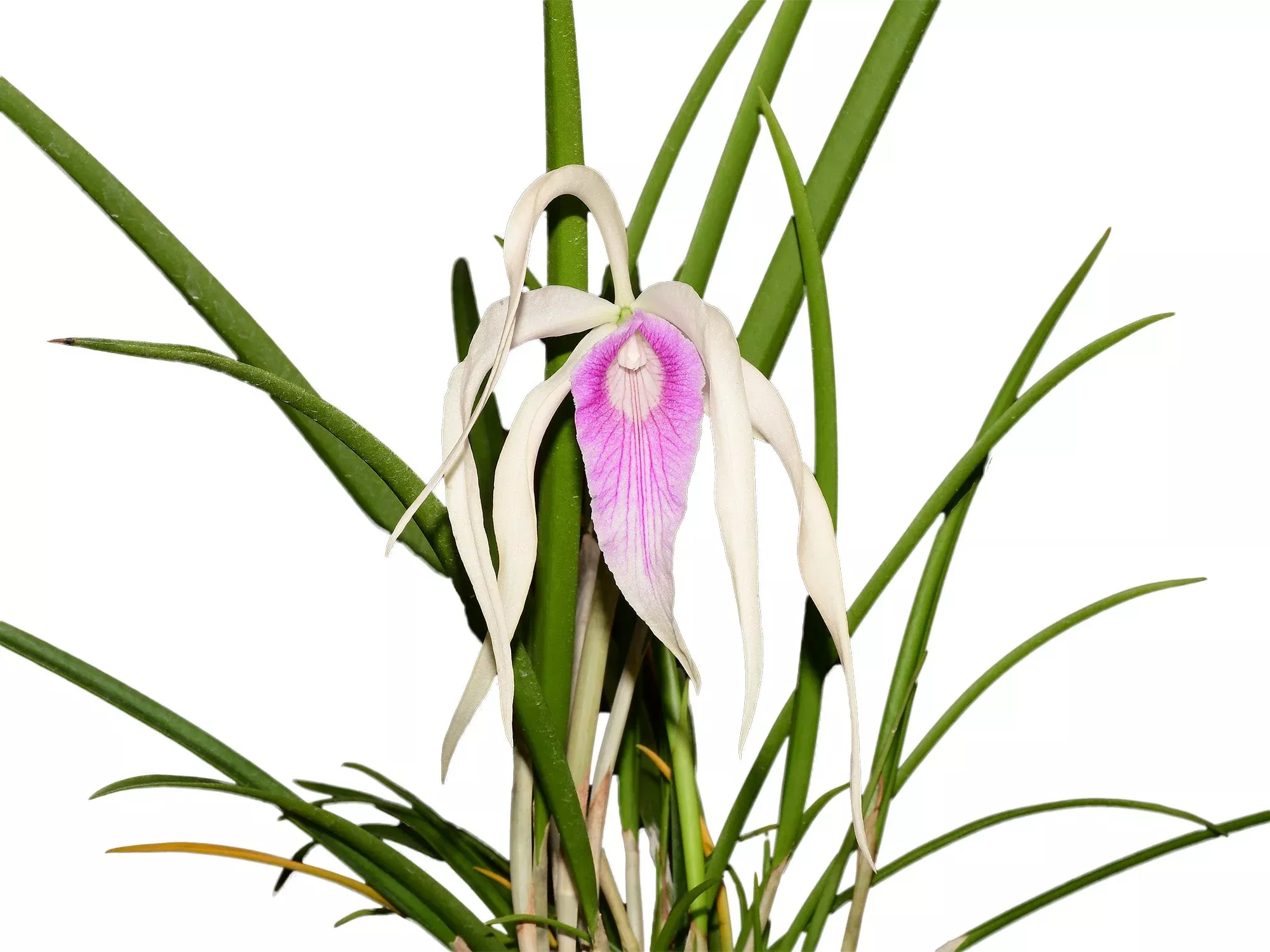 Brassocattleya Ivan Portilla 'Camila'