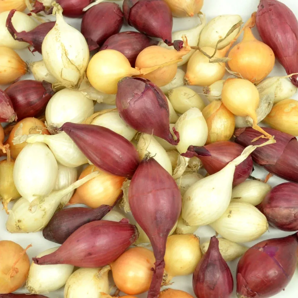 Bulk Mixed Red White & Yellow Onion Sets 4 Lbs. Non-GMO Bulbs Plant Anytime
