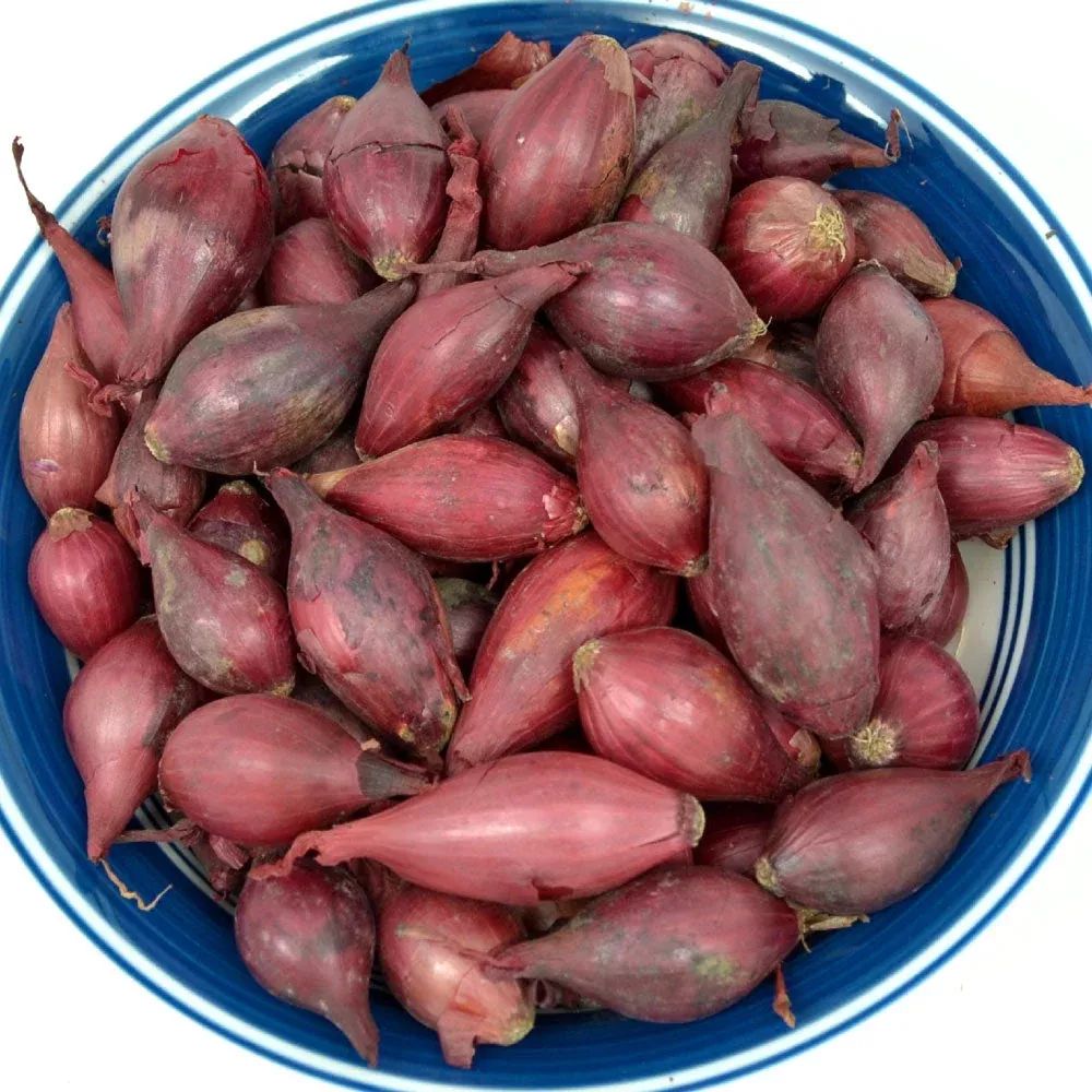 Bulk Red Onion Sets 4 Lbs. Non-GMO Red Baron Variety Bulbs Plant Anytime