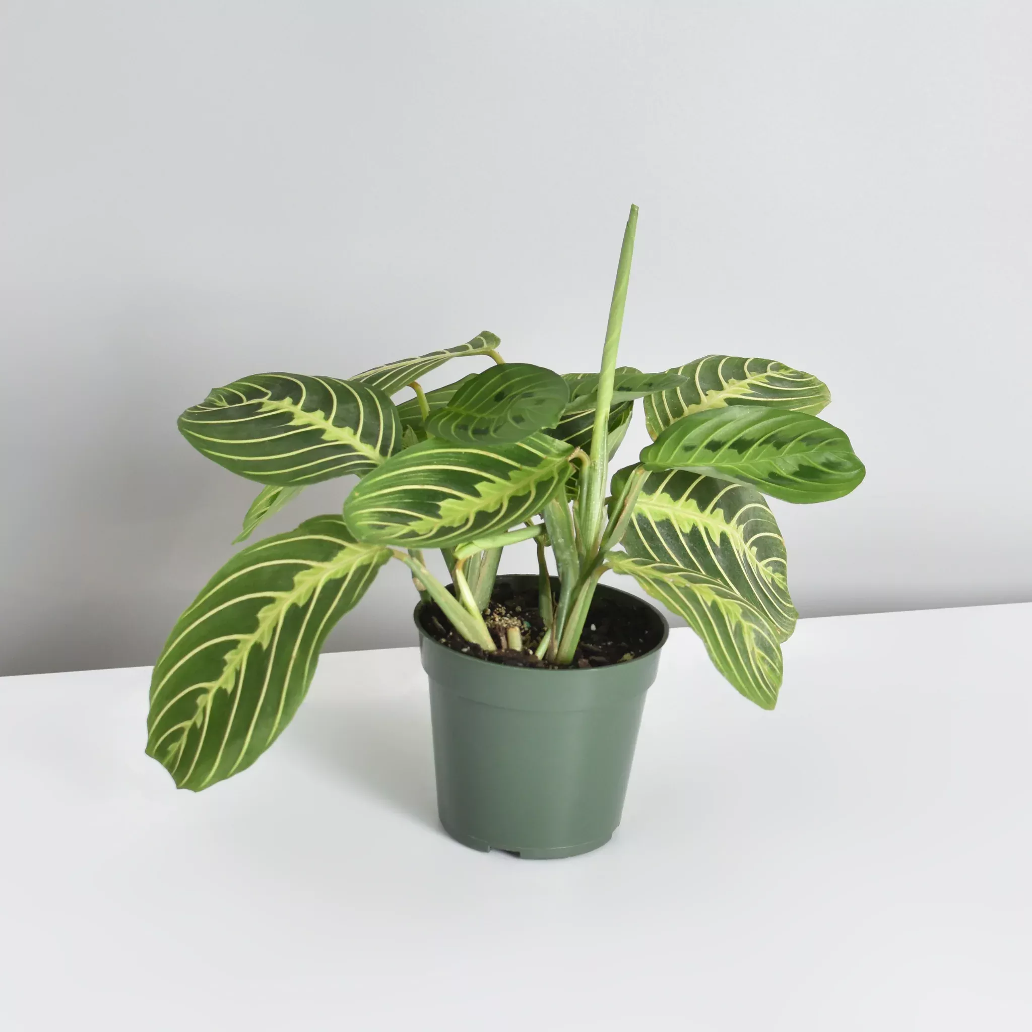Calathea Maranta Lemon Lime Prayer Plant
