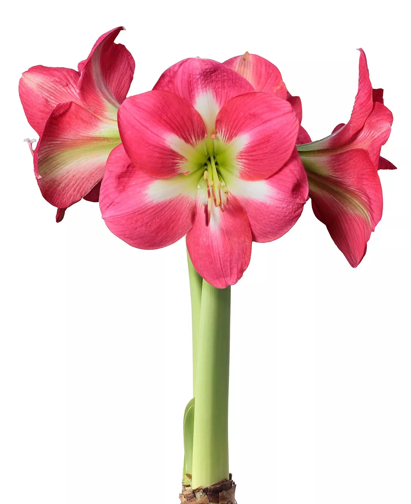 Cape Horn Amaryllis - 28-32 cm bulb