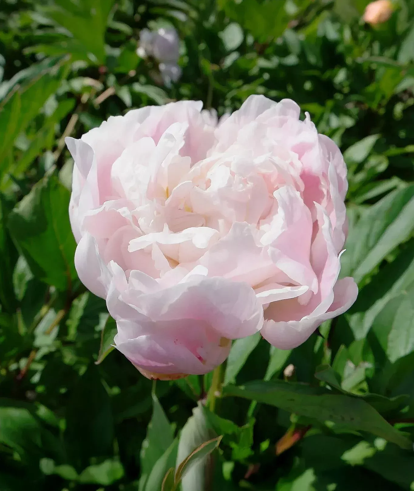 Catherina Fonteyn Peony - 1 root division