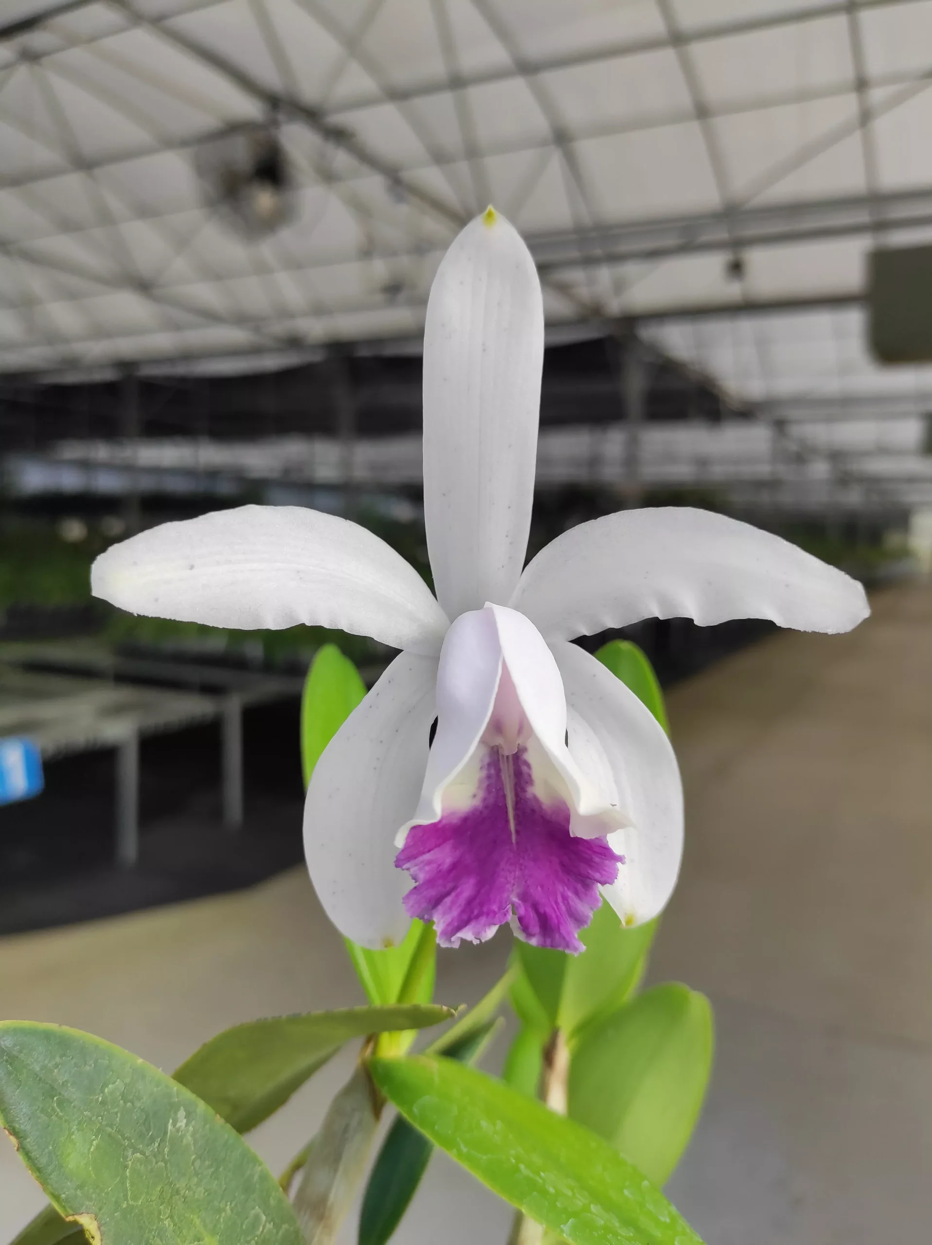 Cattleya intermedia f. coerulea 'Gigi'