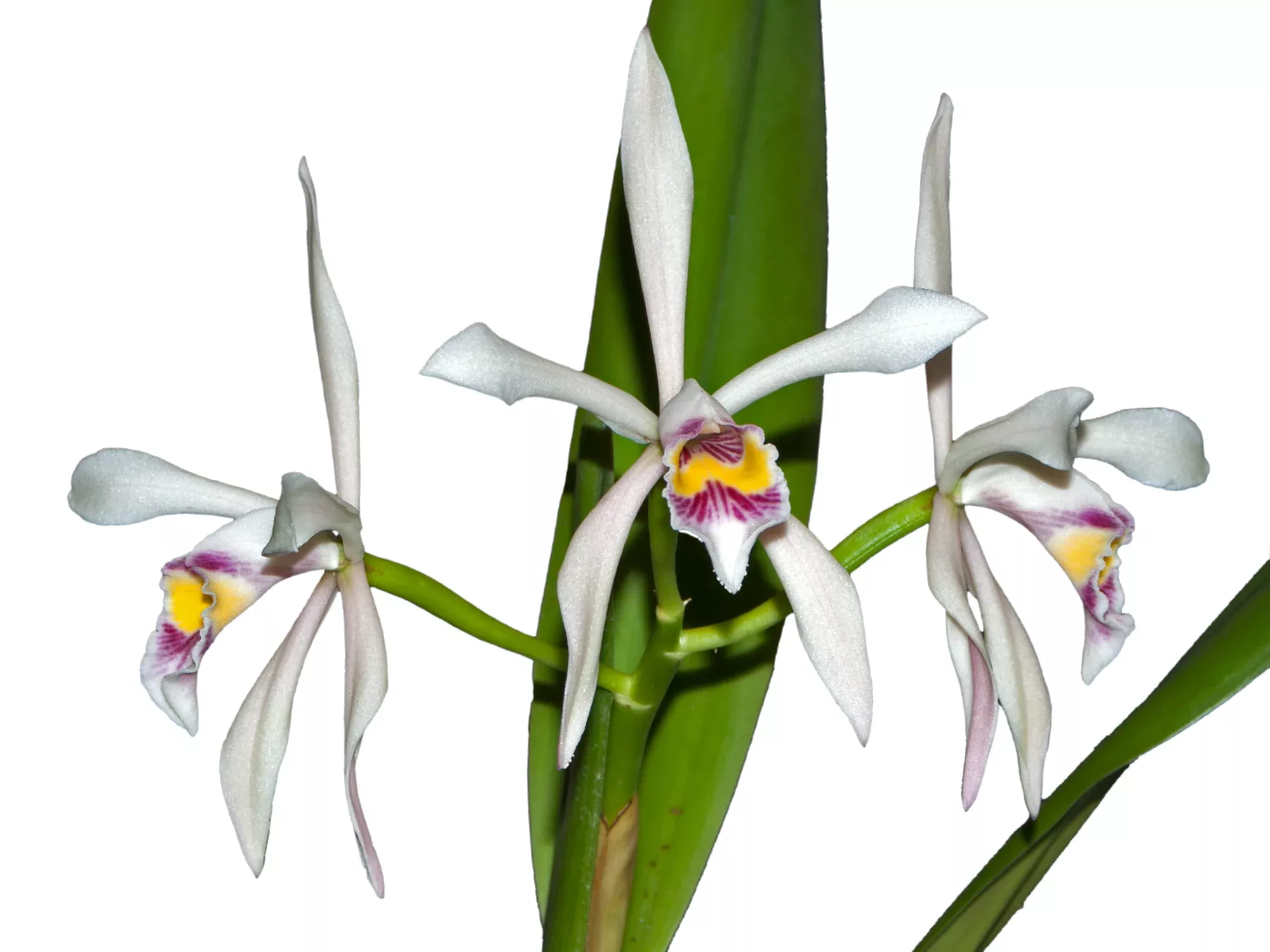 Cattleya iricolor
