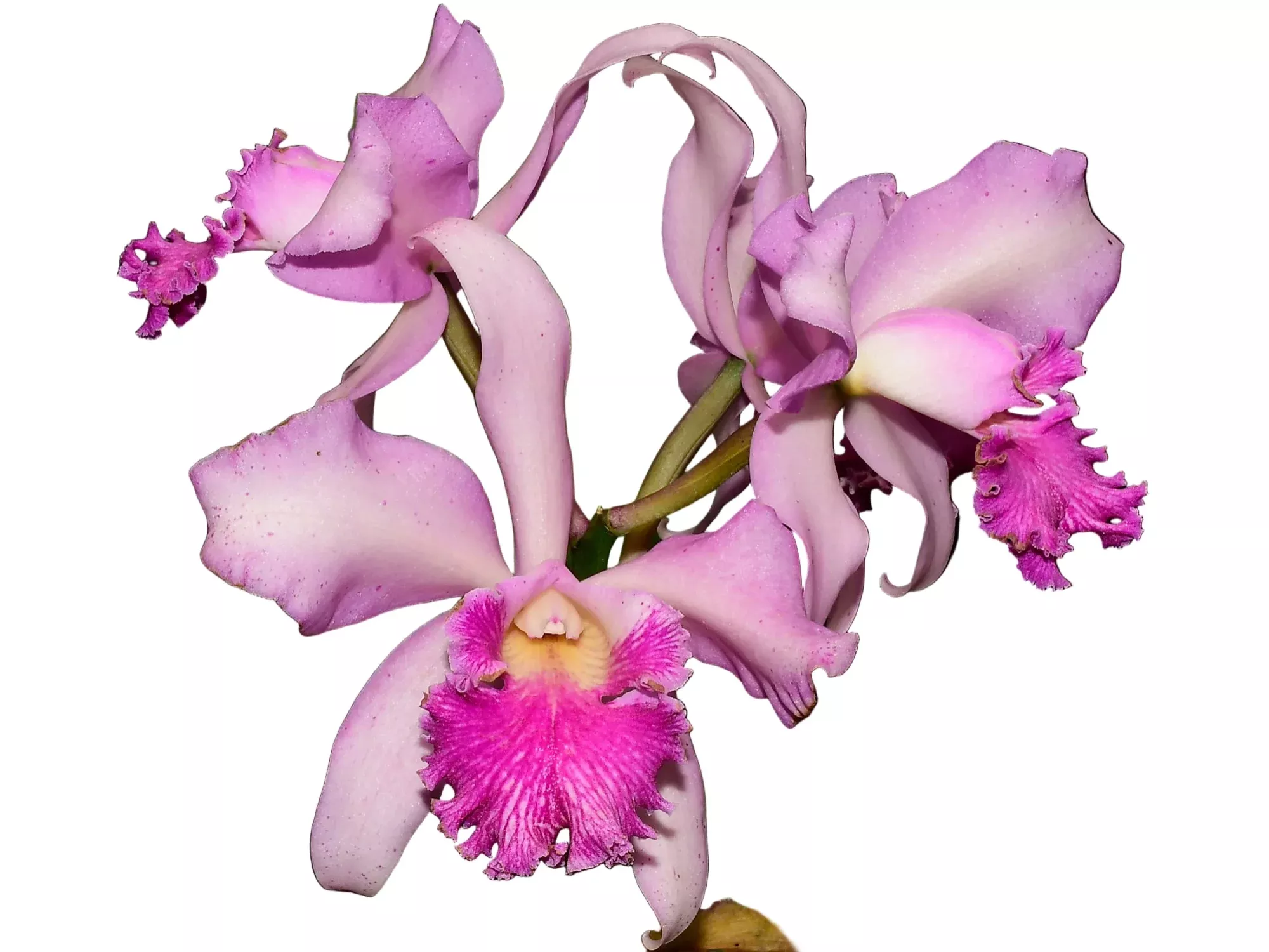 Cattleya Jorge Portilla
