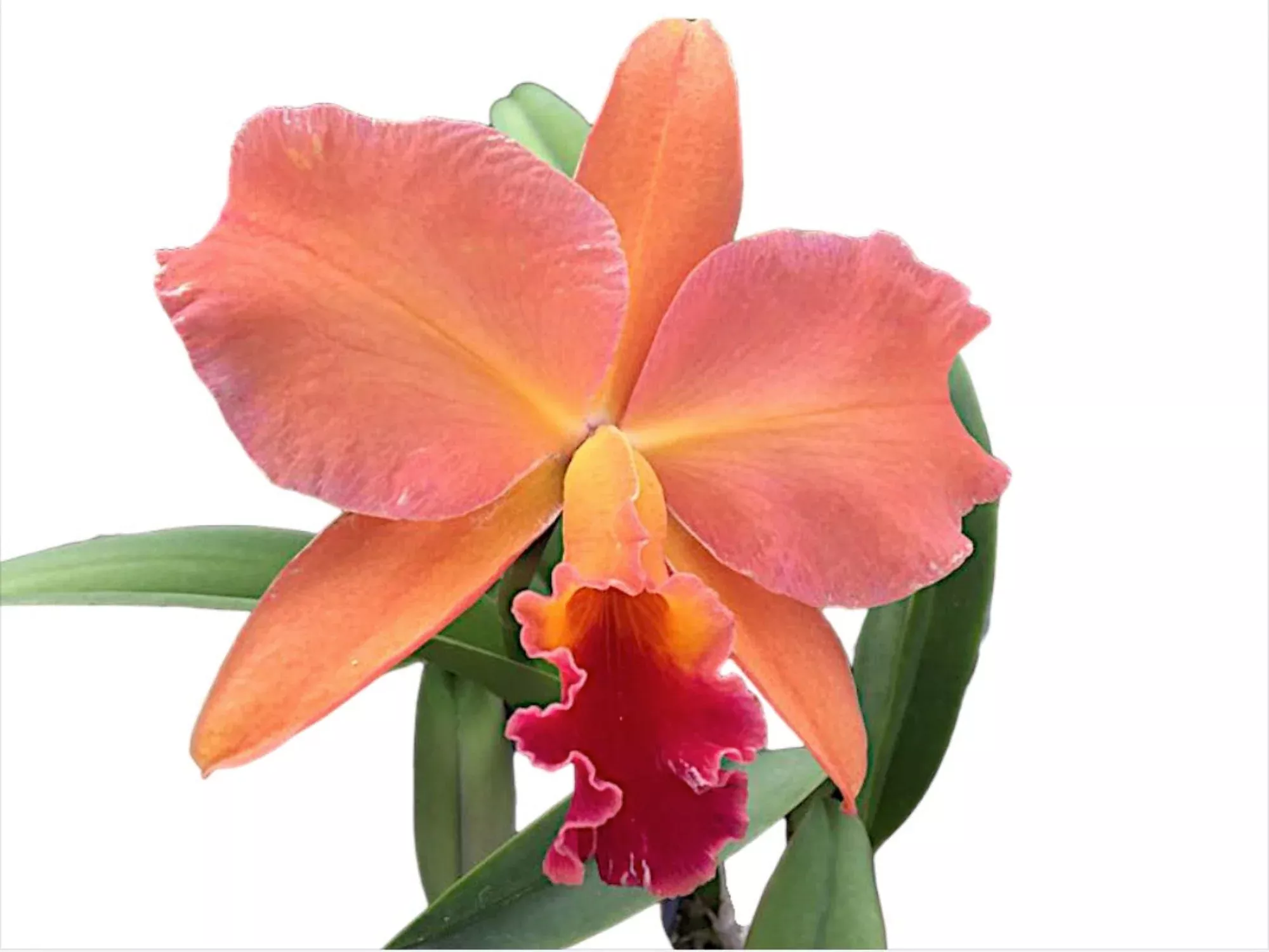 Cattleya Keep Smiling