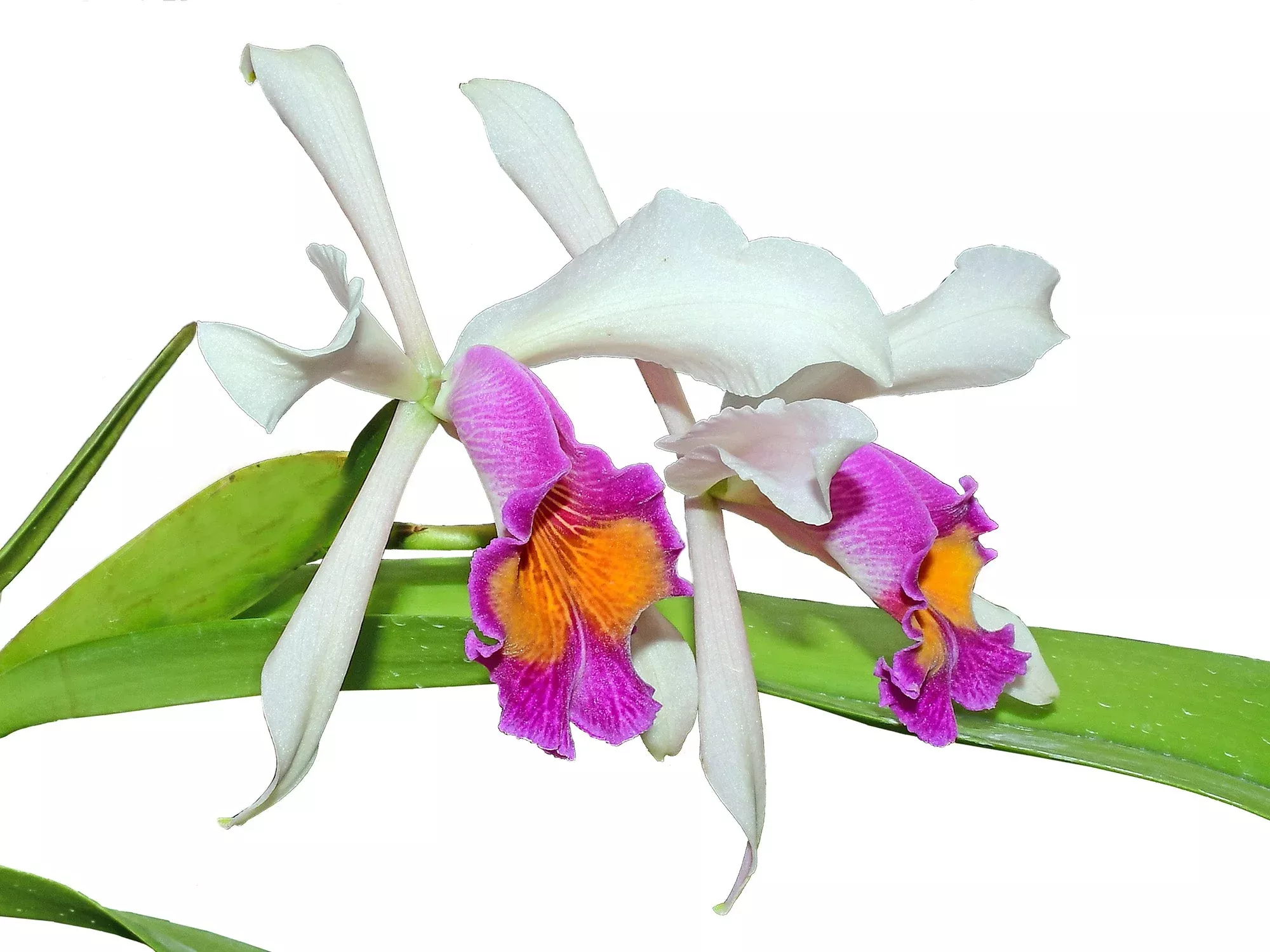 Cattleya Kiat Tan