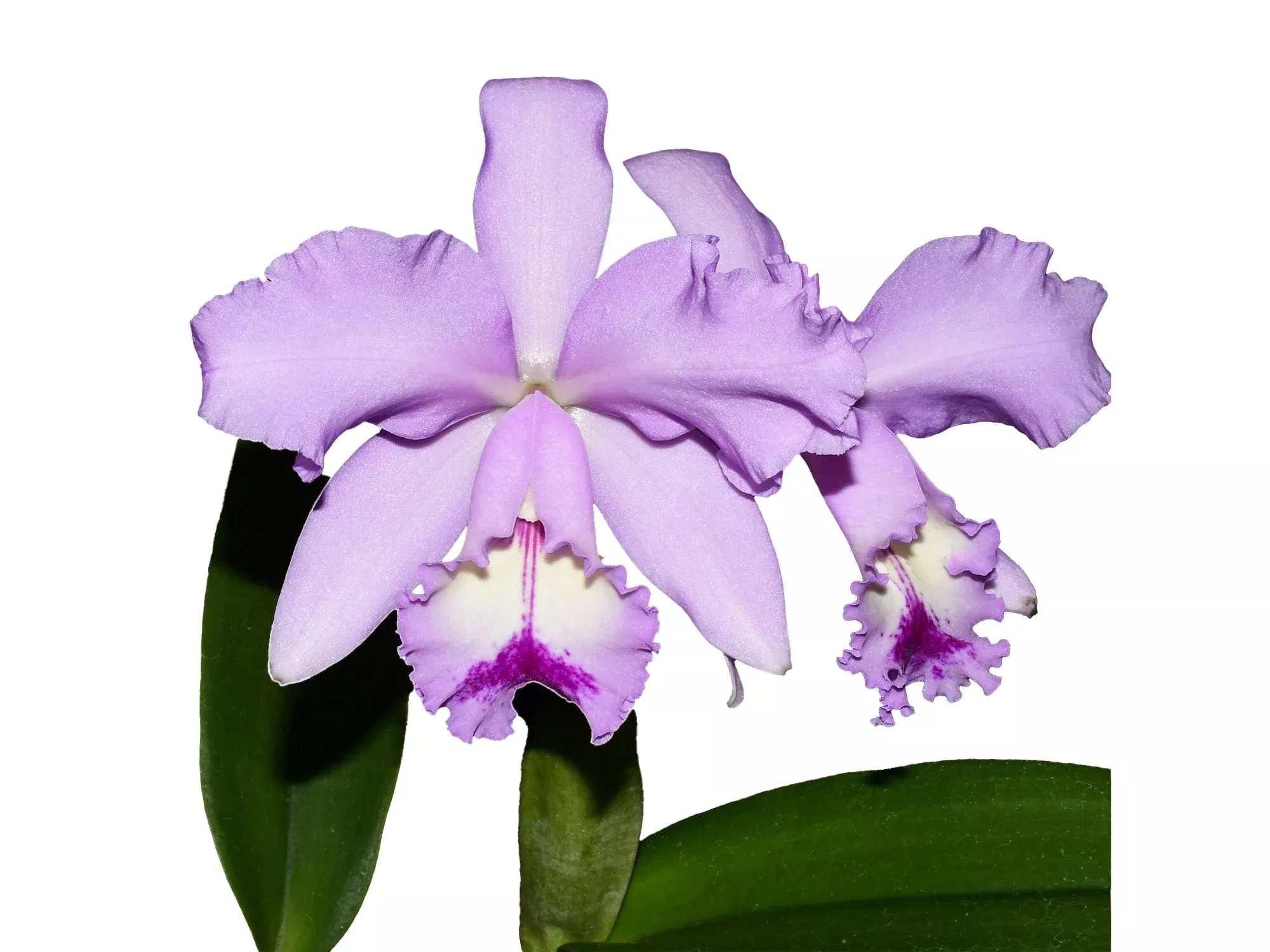 Cattleya Kiss Me