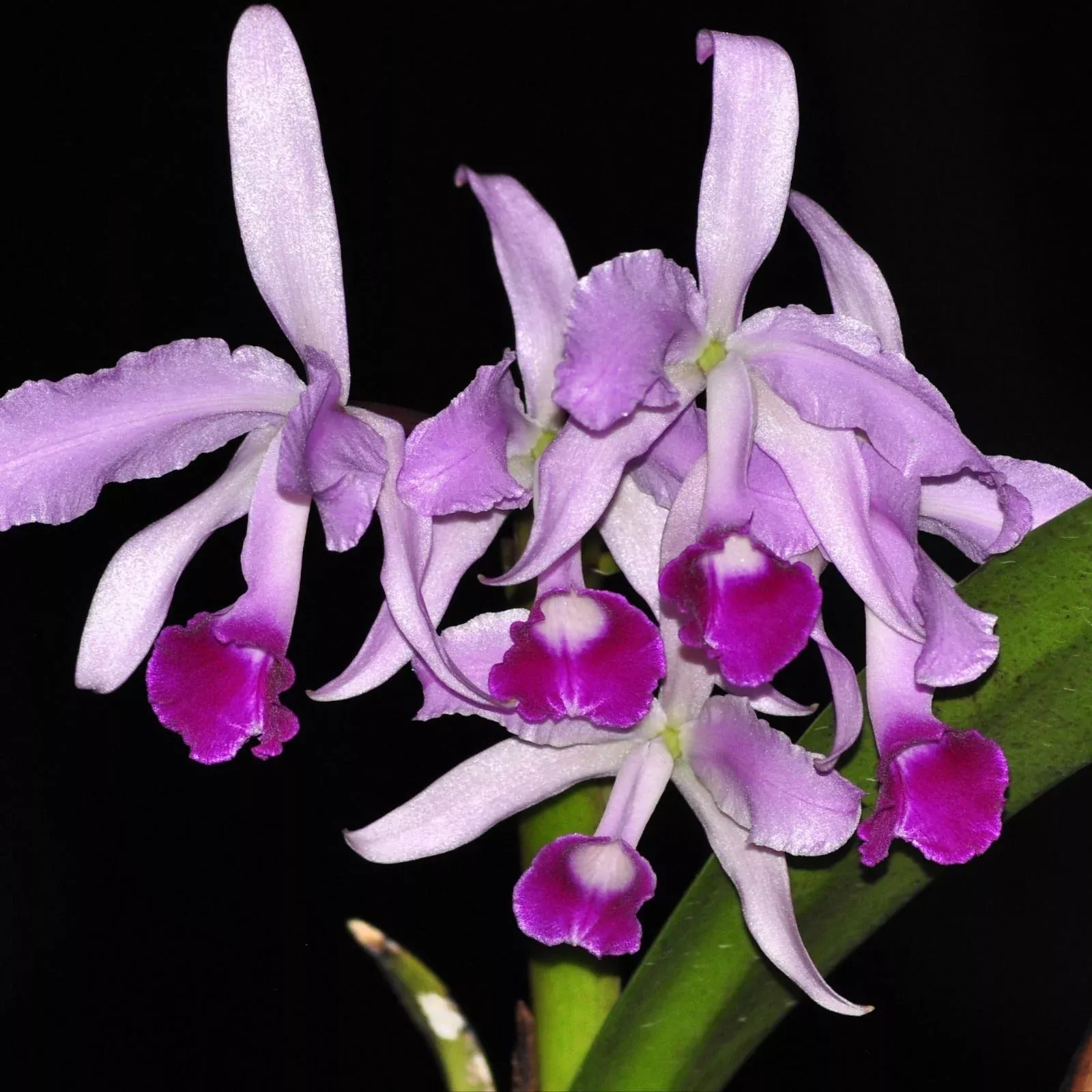 Cattleya lawrenceana 003008