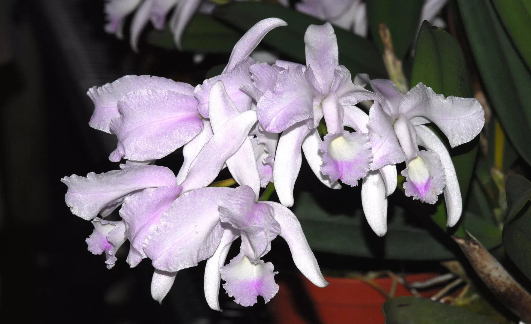 Cattleya lawrenceana 'suavissima'