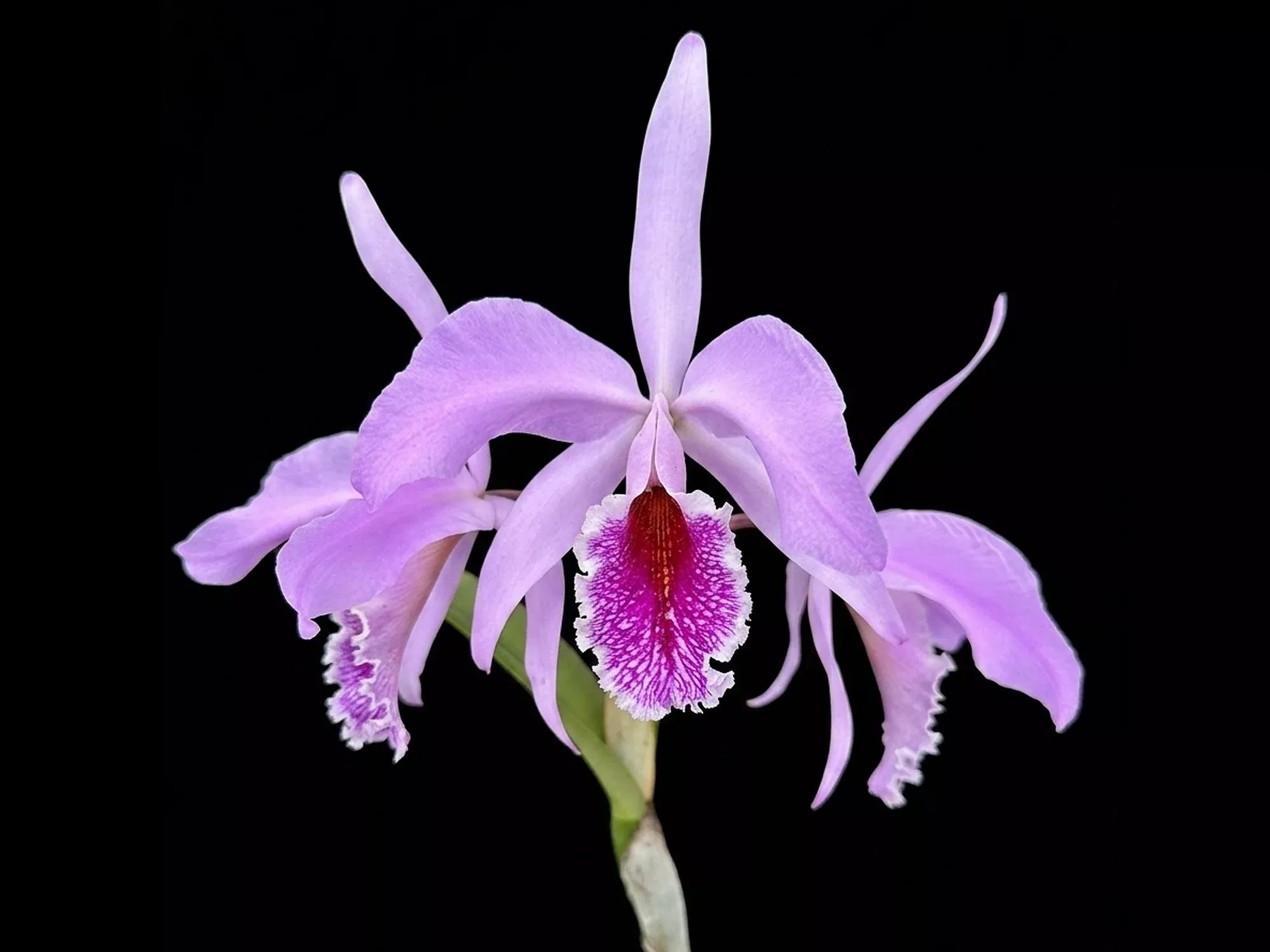 Cattleya Percimax