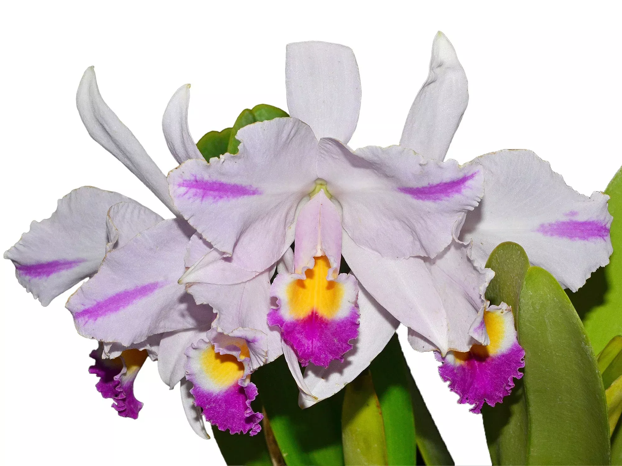 Cattleya trianae splash Real x splash