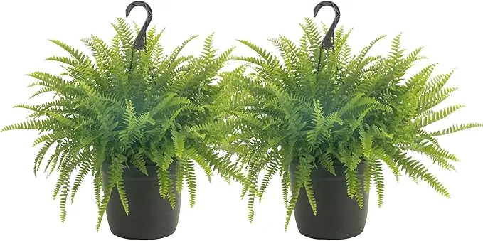 Costa Farms Ferns (2 Pack), Live Premium Boston Fern Plants in Hanging Basket Planters, Houseplants Potted in Soil Potting Mix, Outdoor Garden Gift, Beautiful Home Patio Décor, 16-Inches Tall