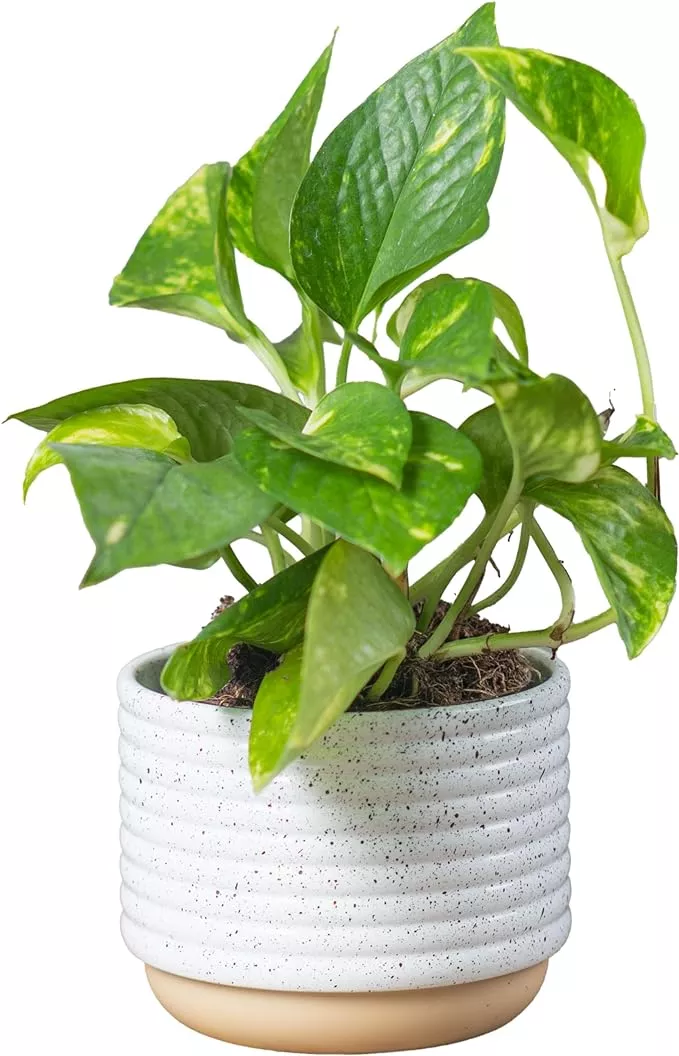 Costa Farms Live Pothos Plant, Easy Care Vining Live Indoor Houseplant, Air Purifying Trailing Plant Potted in Premium Decor Pot, Potting Soil, Gift for Office and Home Decor, 8-Inches Tall