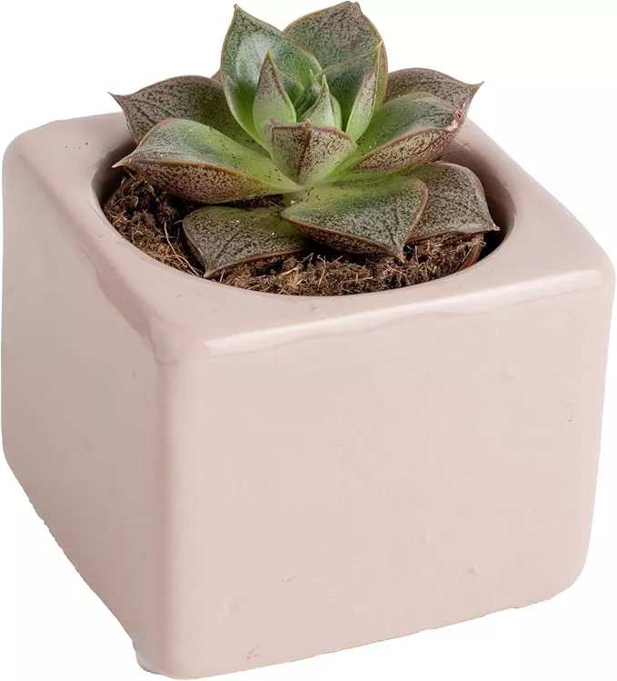 Costa Farms Succulent Plant, Live Indoor Mini Succulent Plant in Cute Succulents Plant Pot, Potting Soil Mix, Grower's Choice, Easy Grow Houseplant, Tabletop, Office, Room Decor, 2-Inches Tall