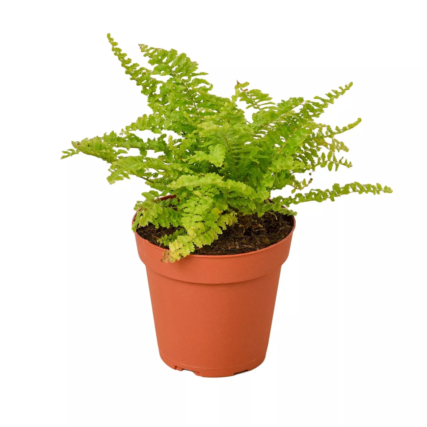 Cotton Candy Fern
