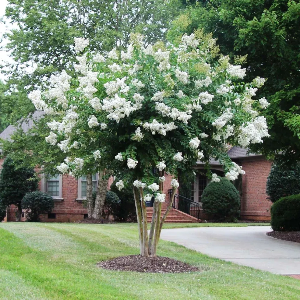 Crape Myrtle 'Sarah's Favorite'
