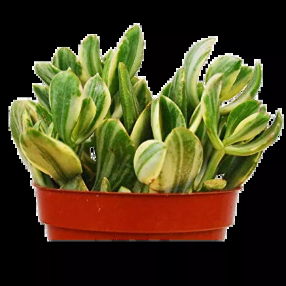 Crassula Ovata 'Variegated Jade' Succulent - 4" Pot