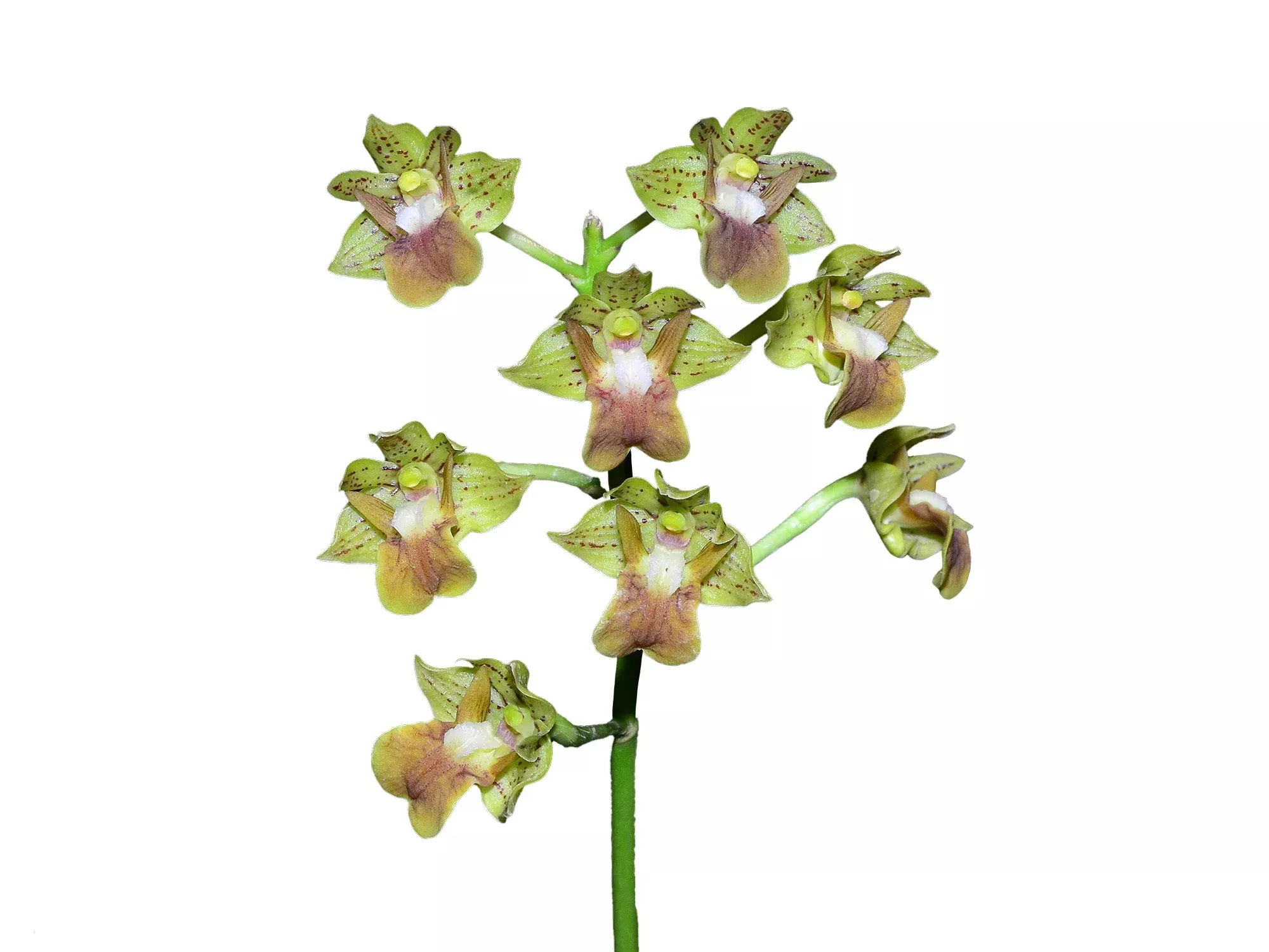 Dendrobium bifalce