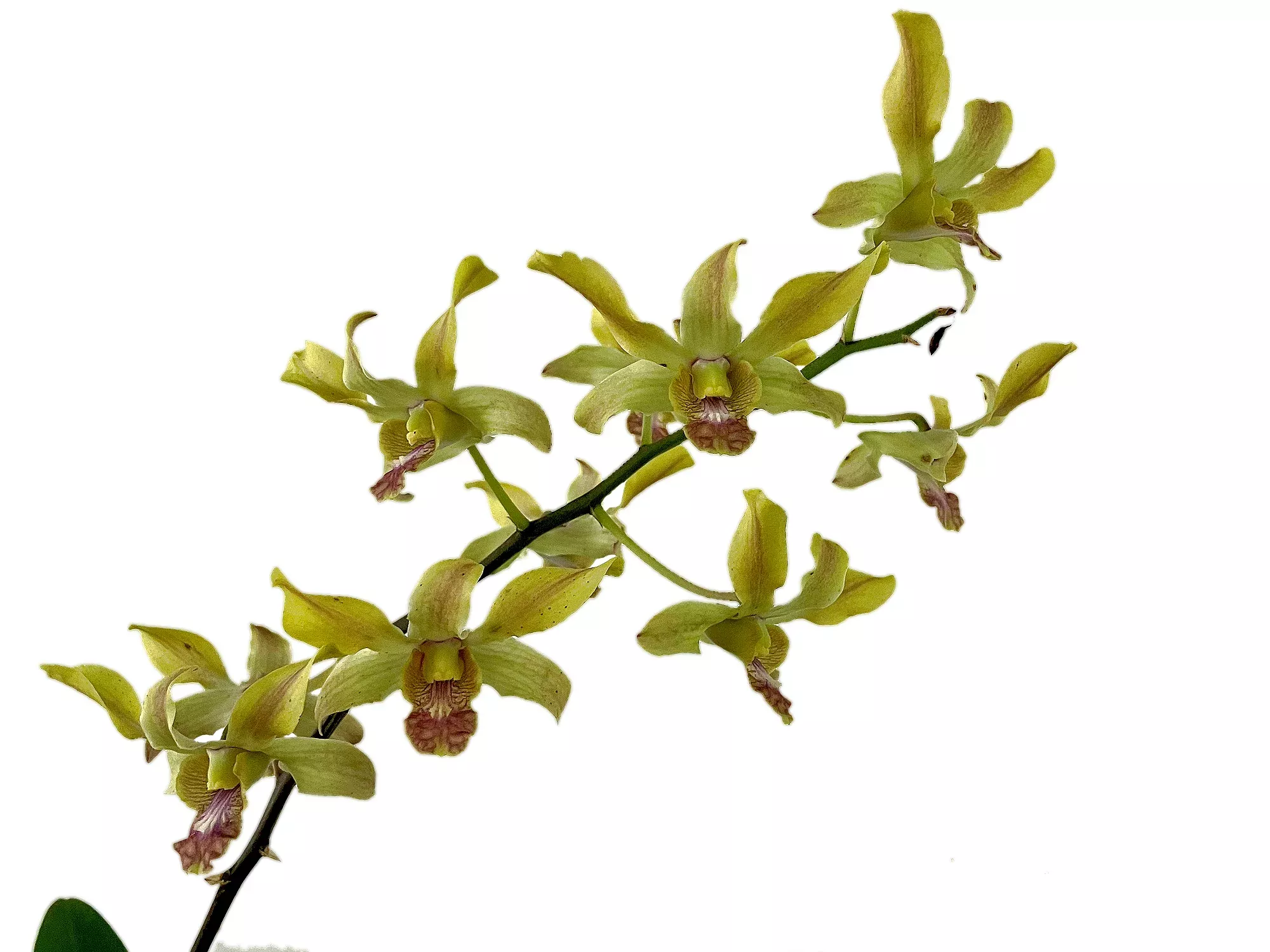 Dendrobium Boonchoo Gold 'Alex 2'