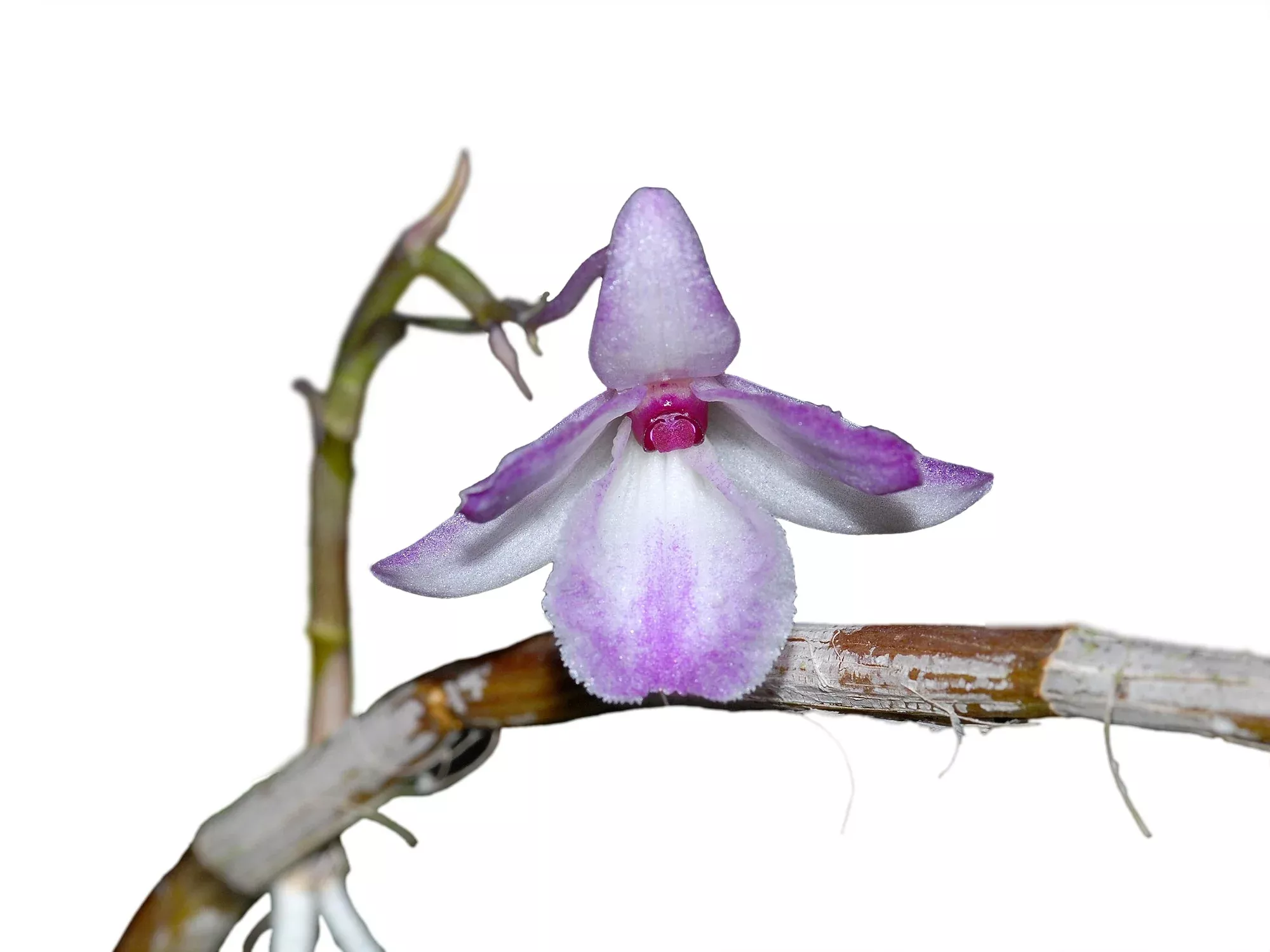 Dendrobium calicopis