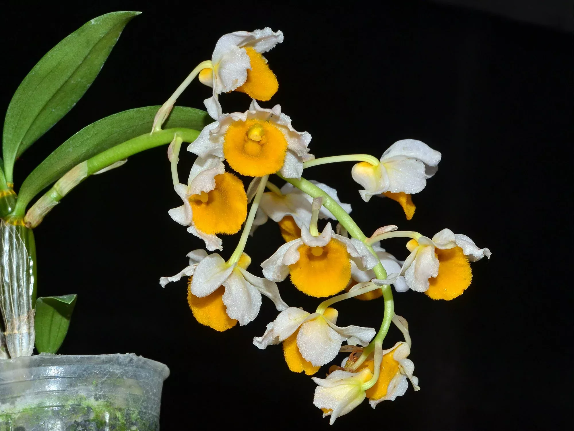 Dendrobium densiflorum var luteo alba