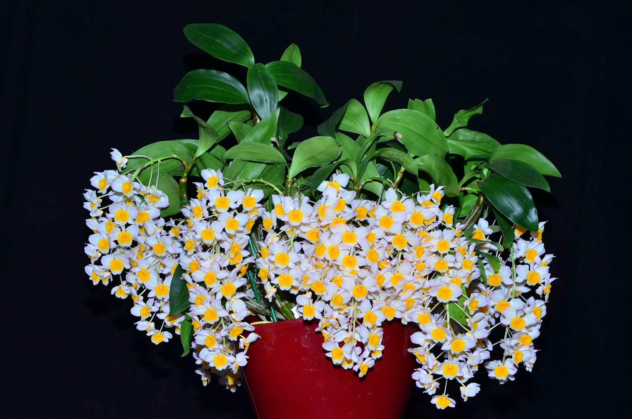 Dendrobium farmeri