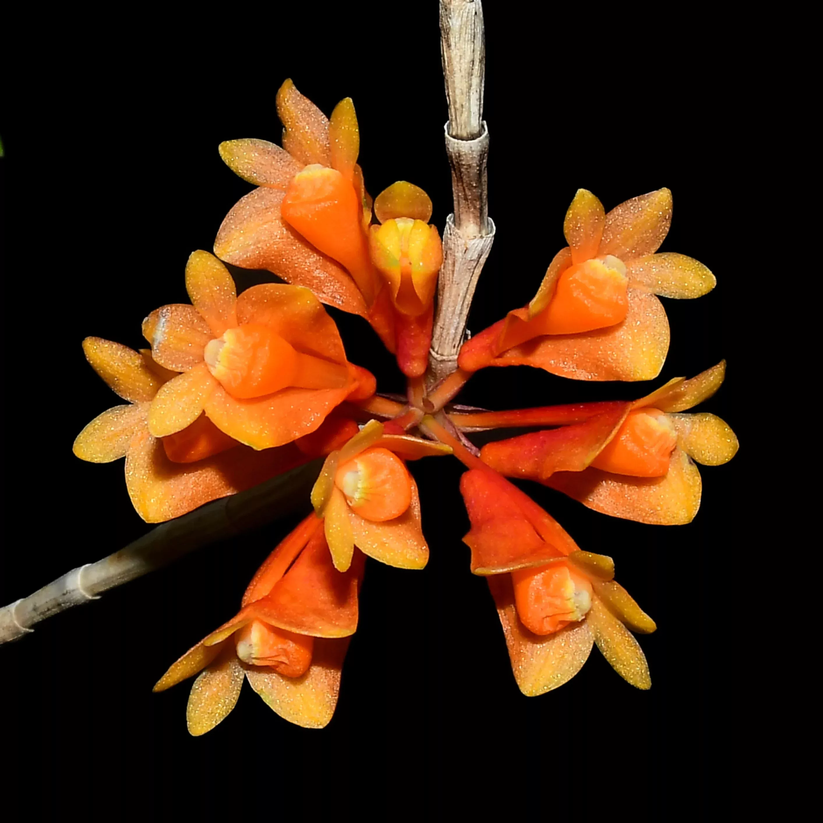 Dendrobium subclausum hanging type x dark