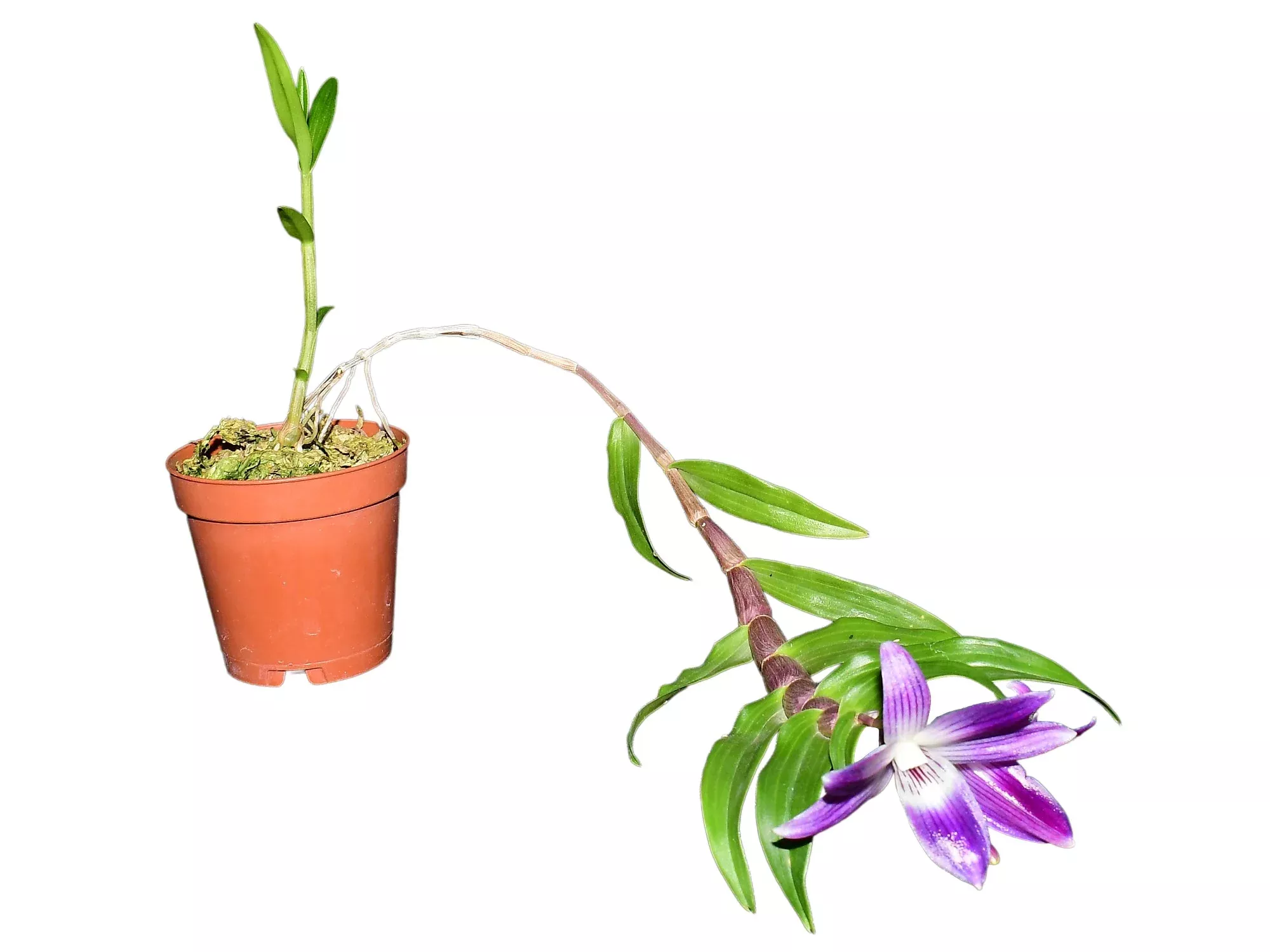 Dendrobium victoriae-reginae
