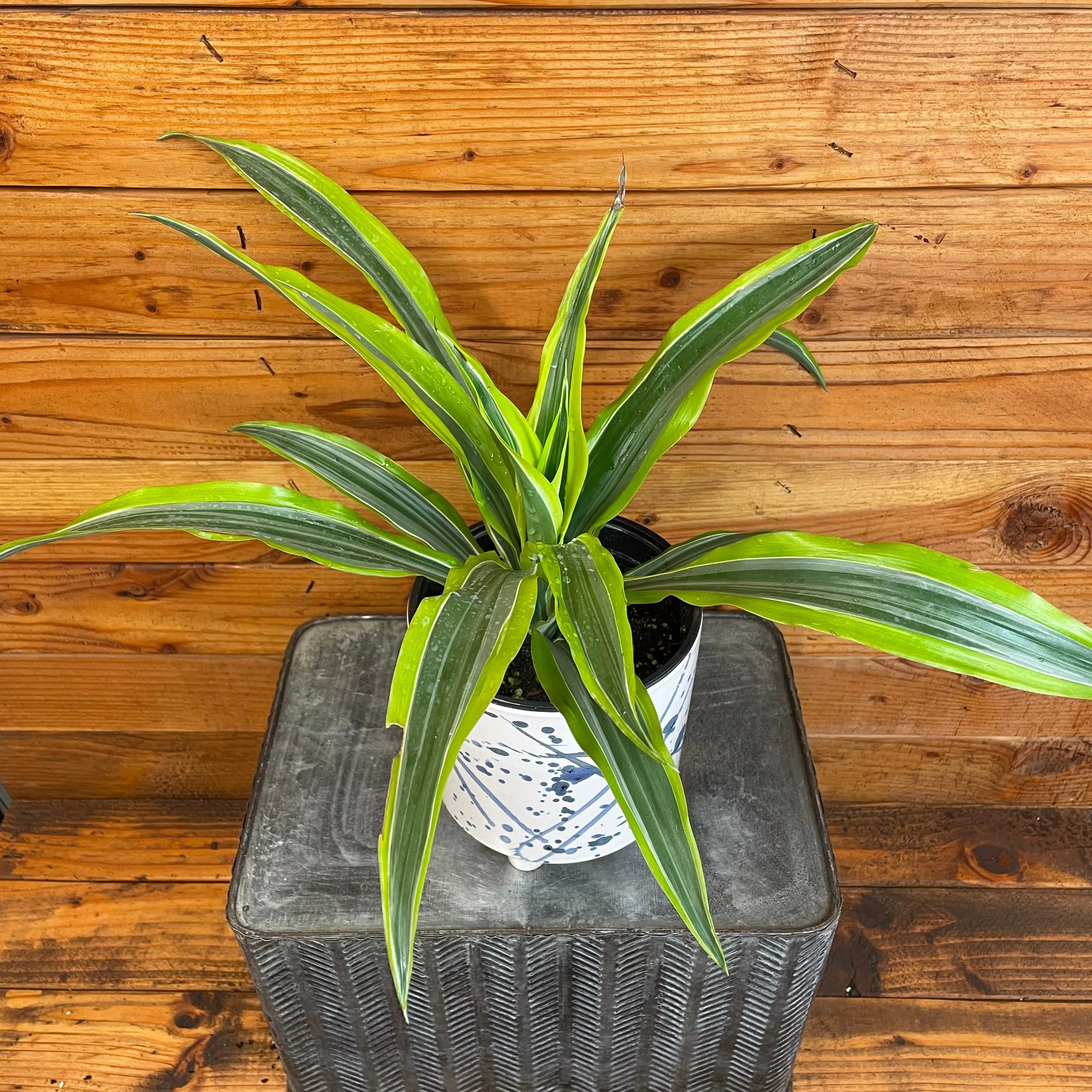 Dracaena Deremensis Lemon Lime, 6" Plant
