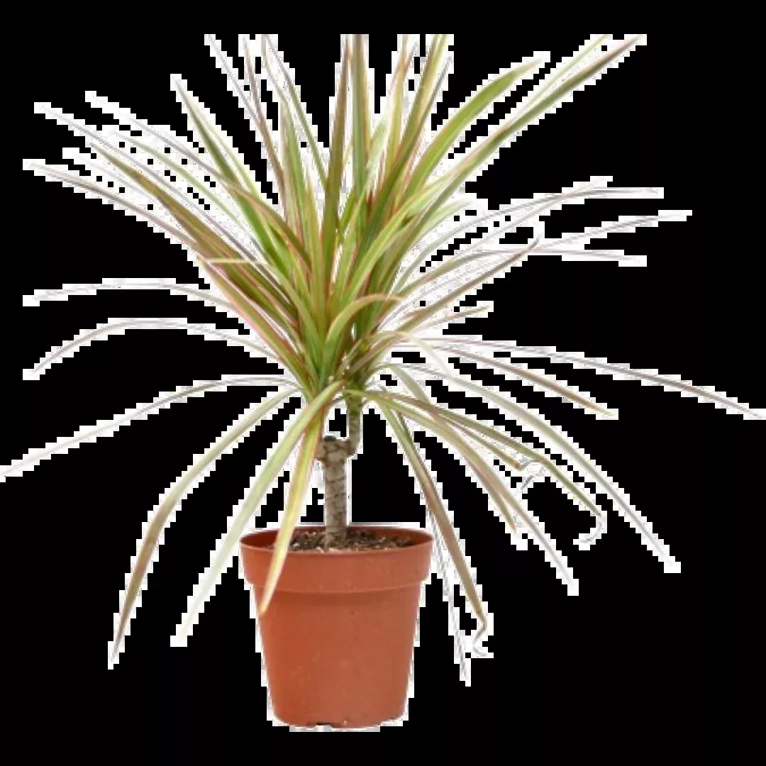 Dracaena 'Red Margined' - 4" Pot